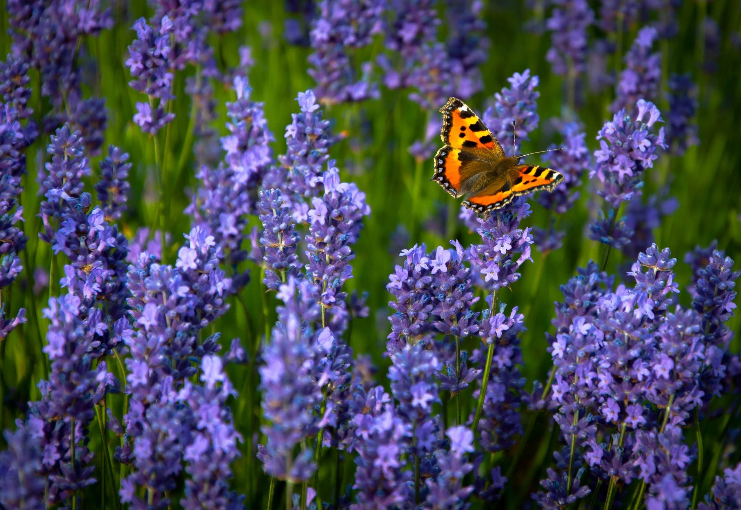 2560x1763 Ordinary, Hives, Lavender, Butterfly Wallpapers Hd - Butterflies ... Wallpaper