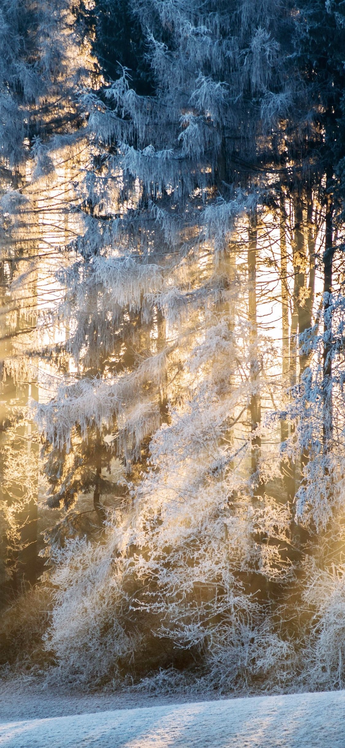 1125x2436 Wallpaper Winter, trees, snow, sun rays, morning 5120x2880 UHD 5K ... Wallpaper