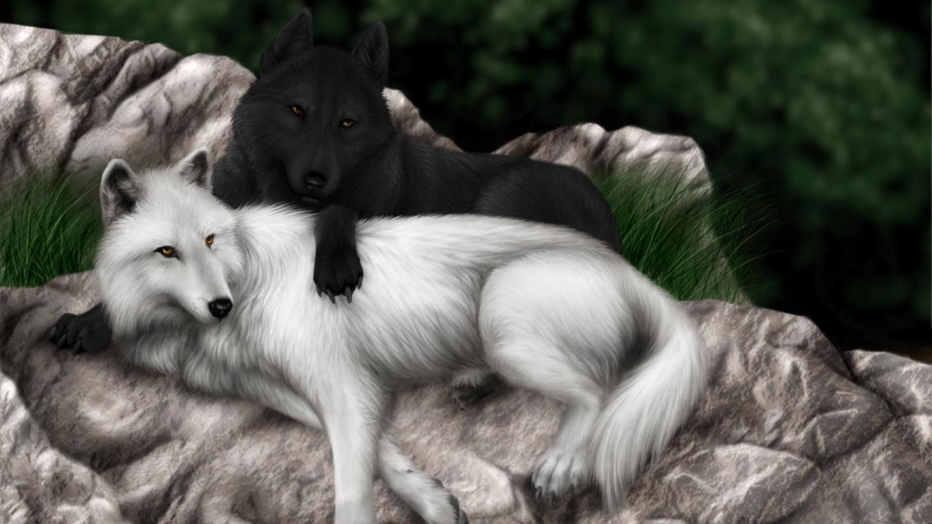 1920x1080 Wolf wolves black white wallpaper | 1920x1080 | 121972 | WallpaperUP Wallpaper