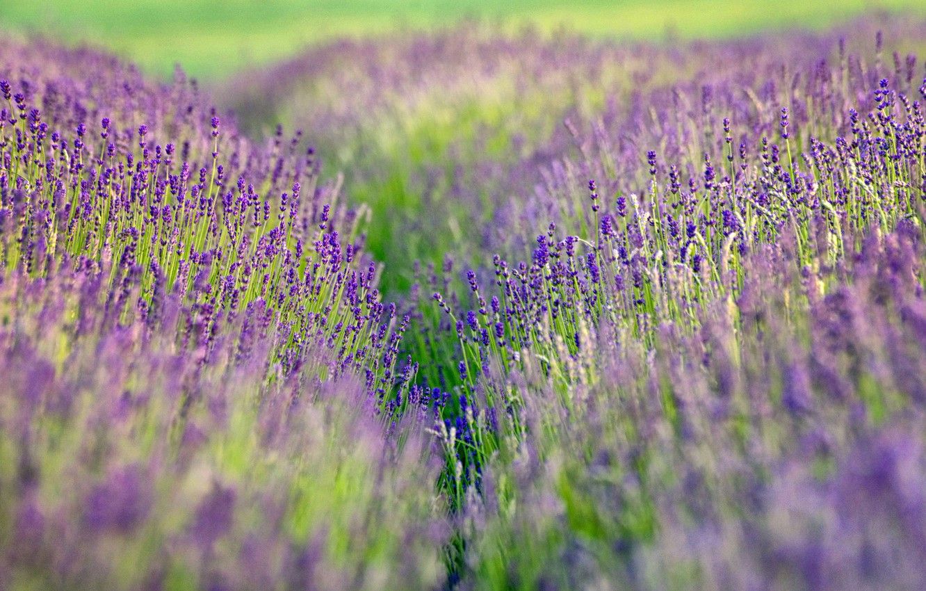 1332x850 Wallpaper field, lavender, bokeh, farm, lavender fields images for ... Wallpaper