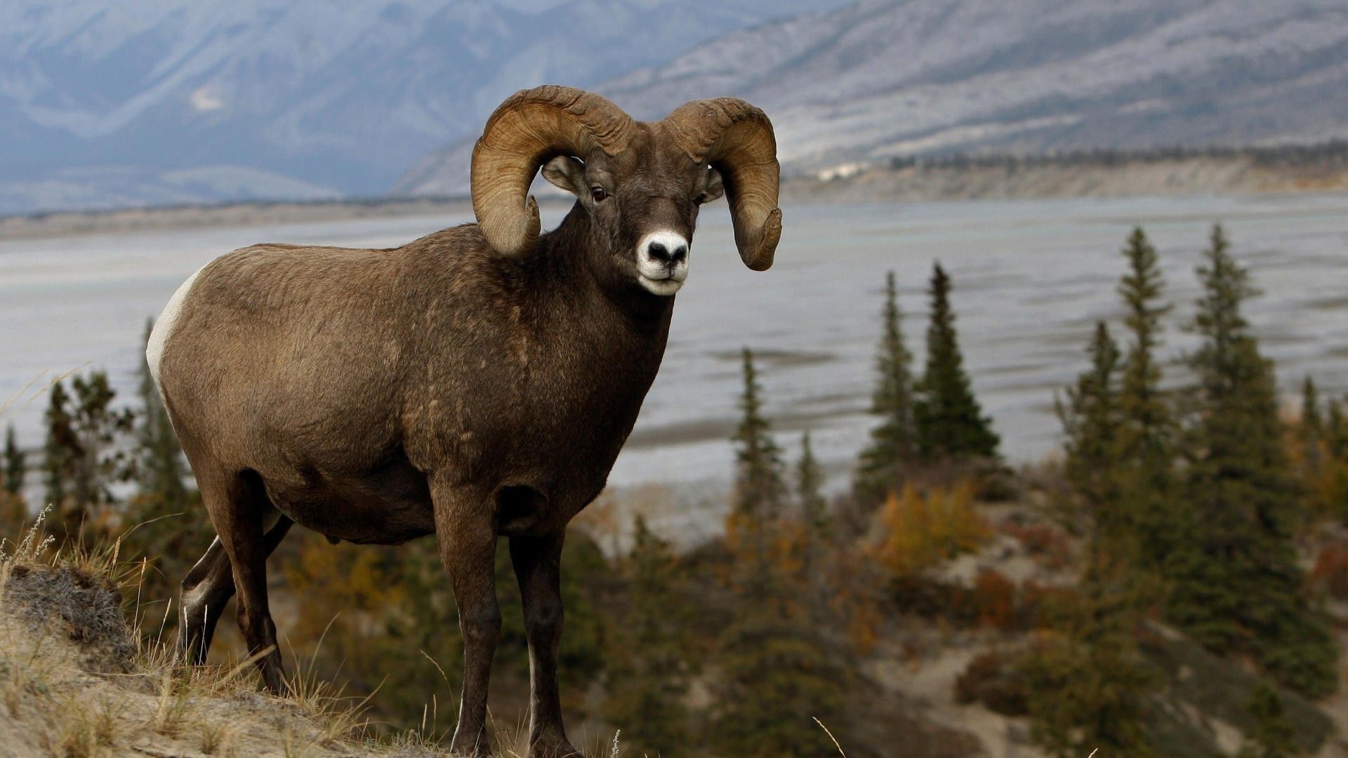 Dall Sheep Wallpapers - 4k, HD Dall Sheep Backgrounds on WallpaperBat