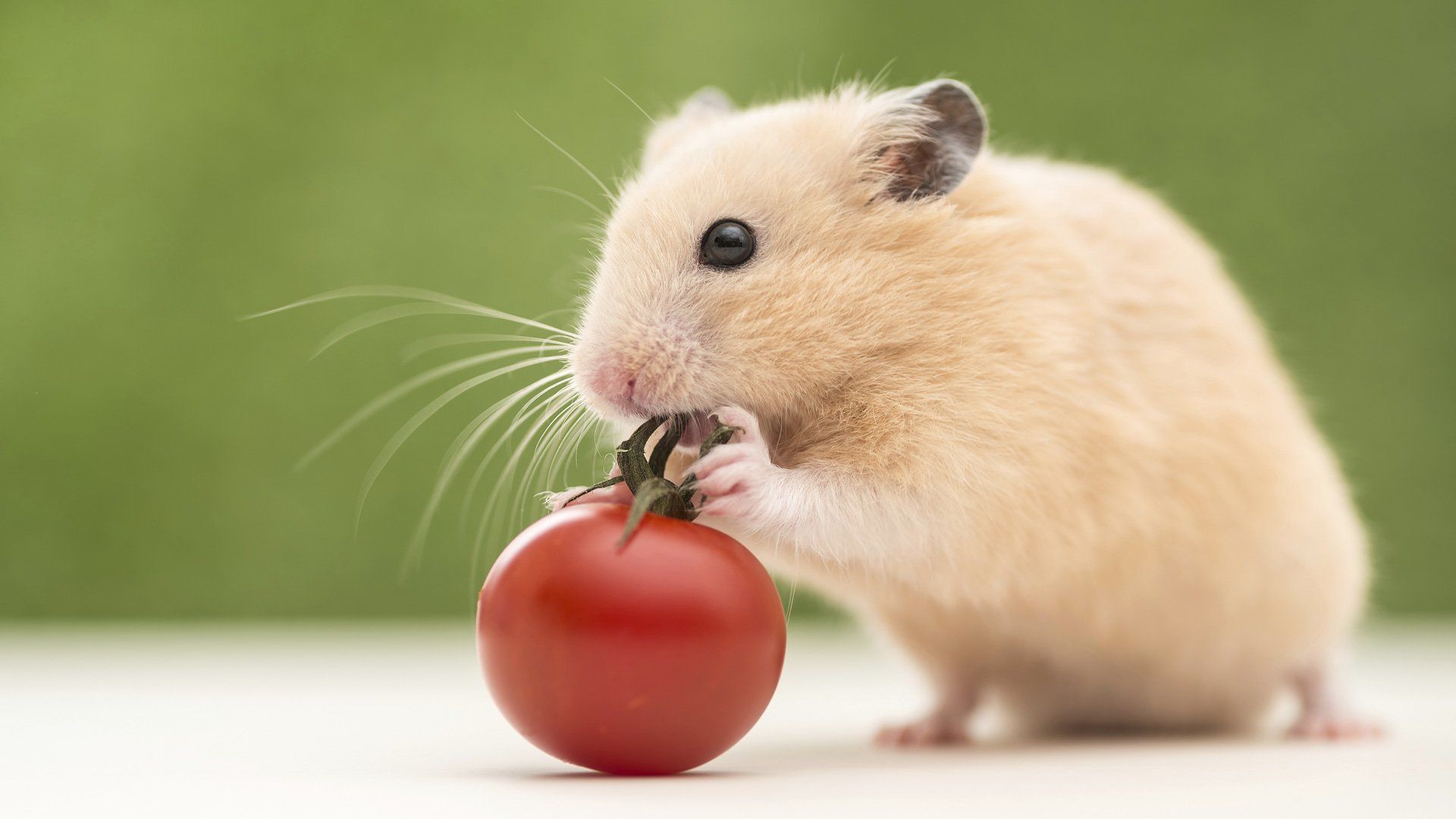 Hamster Wallpapers - 4k, HD Hamster Backgrounds on WallpaperBat