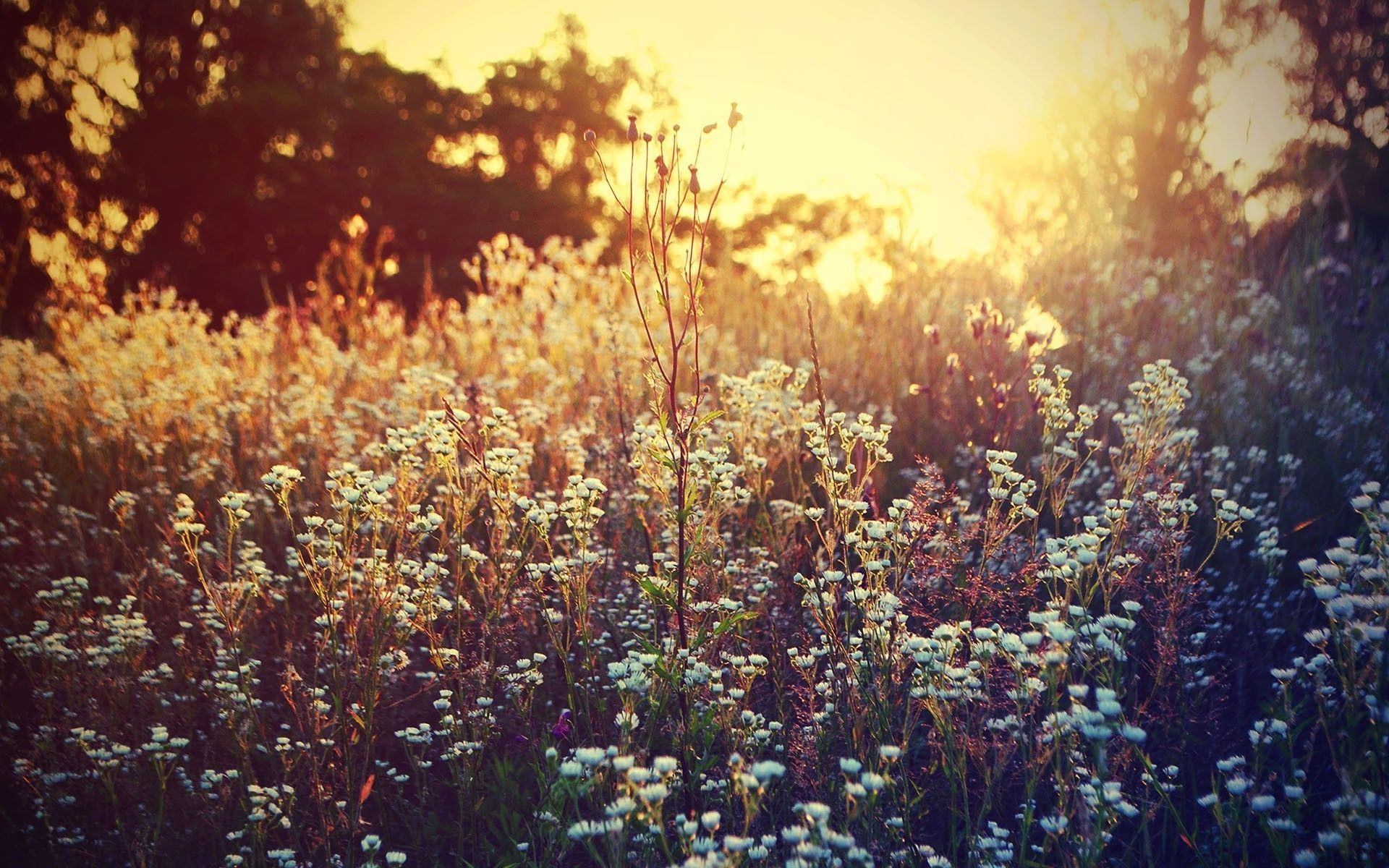 Wildflower Field Wallpapers - 4k, HD Wildflower Field Backgrounds on