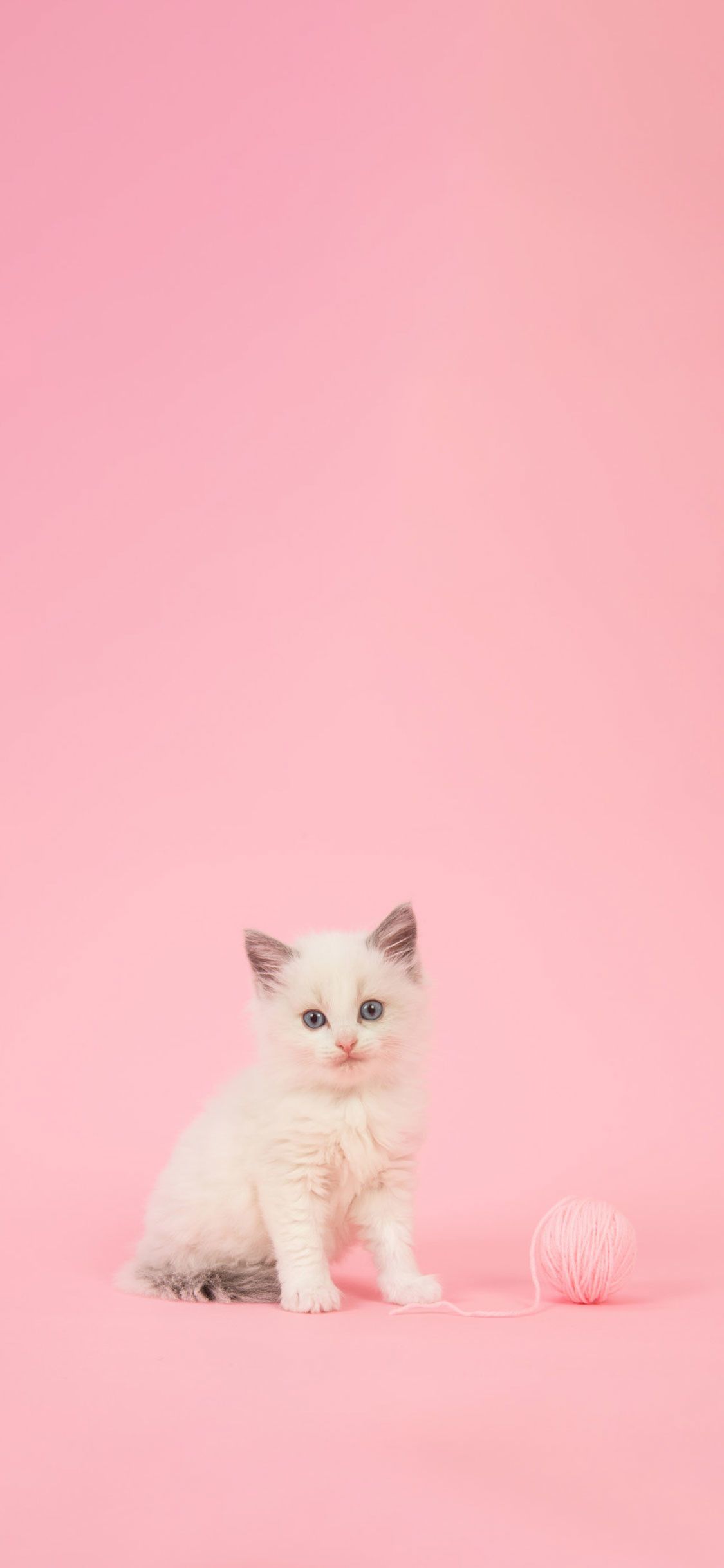Pink Cat Wallpapers - 4k, HD Pink Cat Backgrounds on WallpaperBat