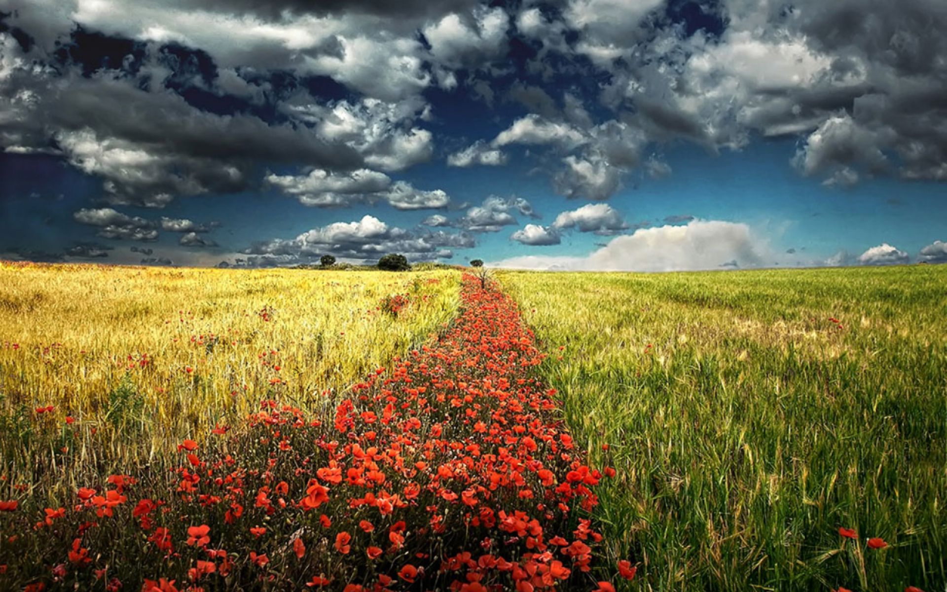 Русское поле с цветами