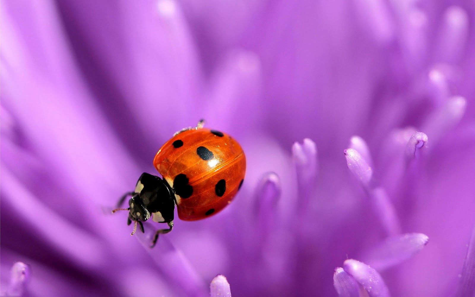 Flowers and Ladybugs Wallpapers - 4k, HD Flowers and Ladybugs