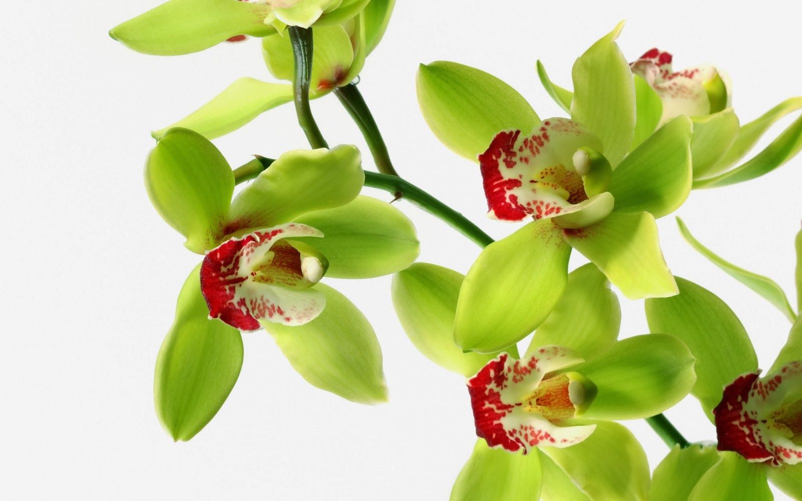 1600x1000 Green Orchid Wallpaper - Top Free Green Orchid Background on WallpaperBat