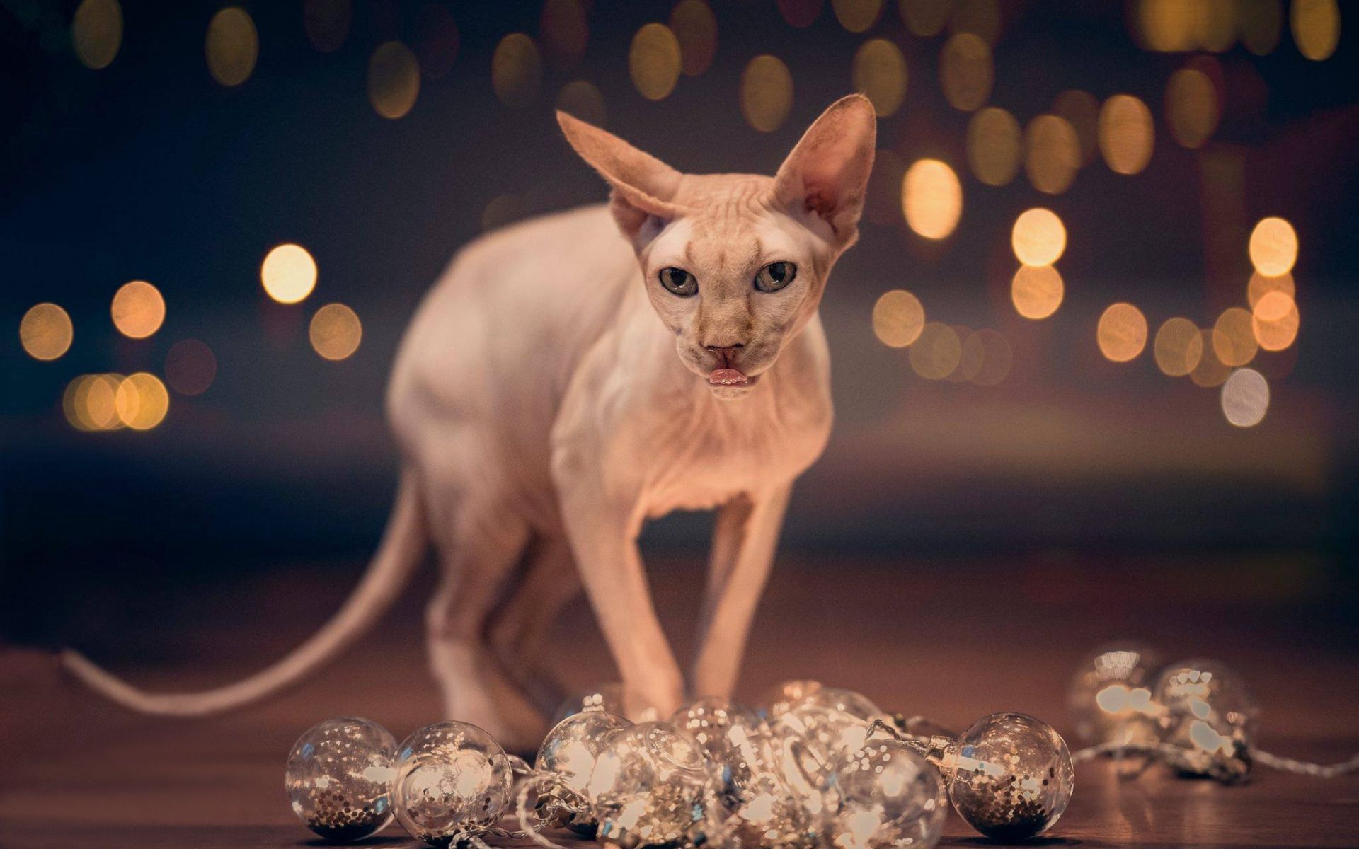 Sphynx Cat Wallpapers - 4k, HD Sphynx Cat Backgrounds on WallpaperBat