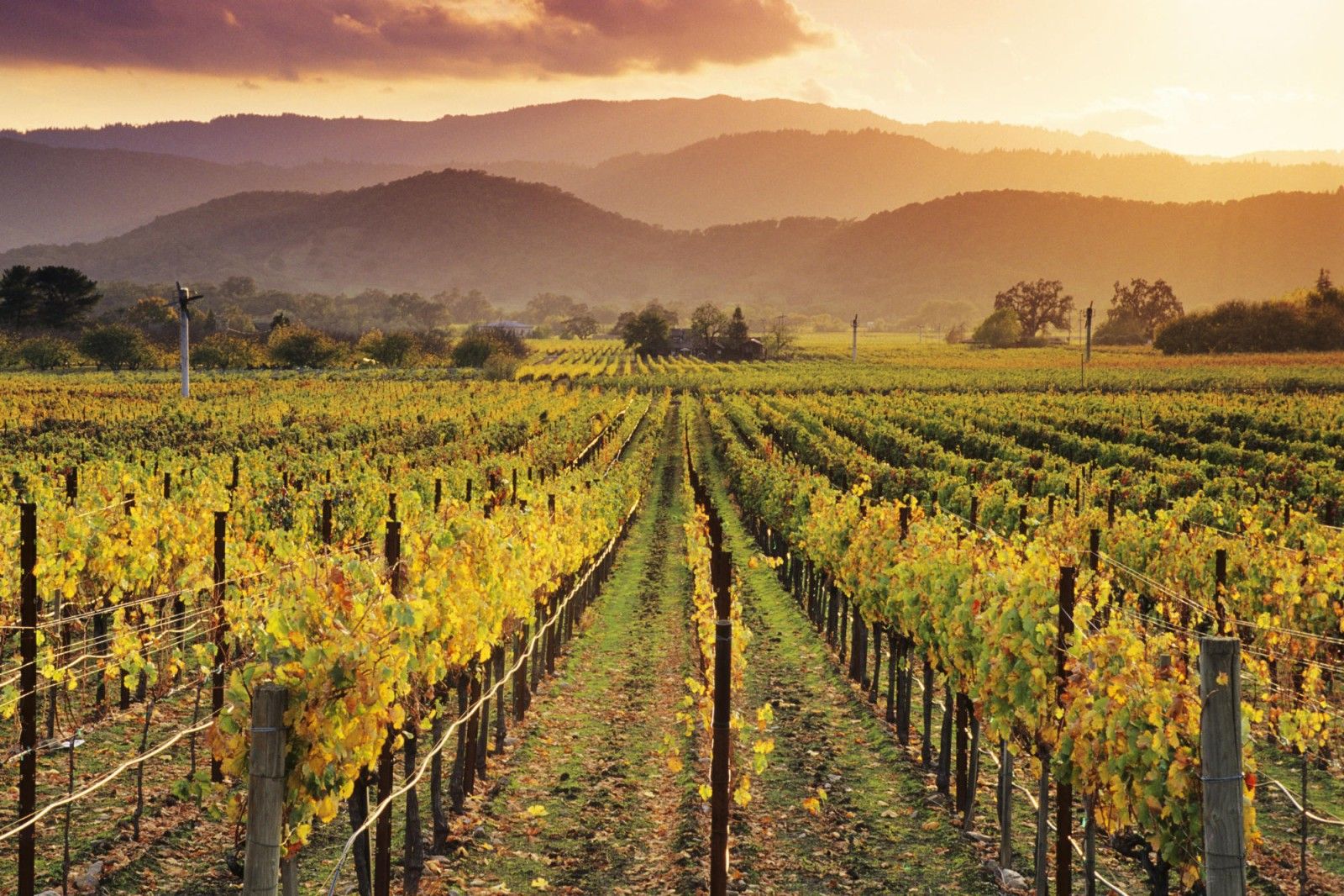 Napa Valley Wallpapers - 4k, HD Napa Valley Backgrounds on WallpaperBat