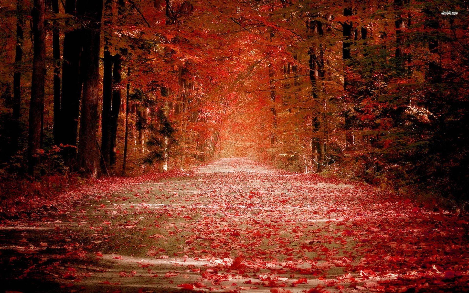 Red Nature Wallpapers - 4k, HD Red Nature Backgrounds on WallpaperBat