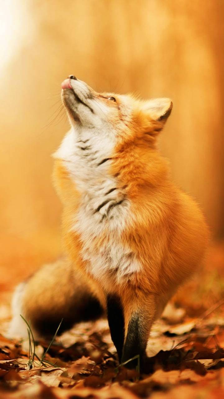 Fox Autumn Wallpapers - 4k, HD Fox Autumn Backgrounds on WallpaperBat