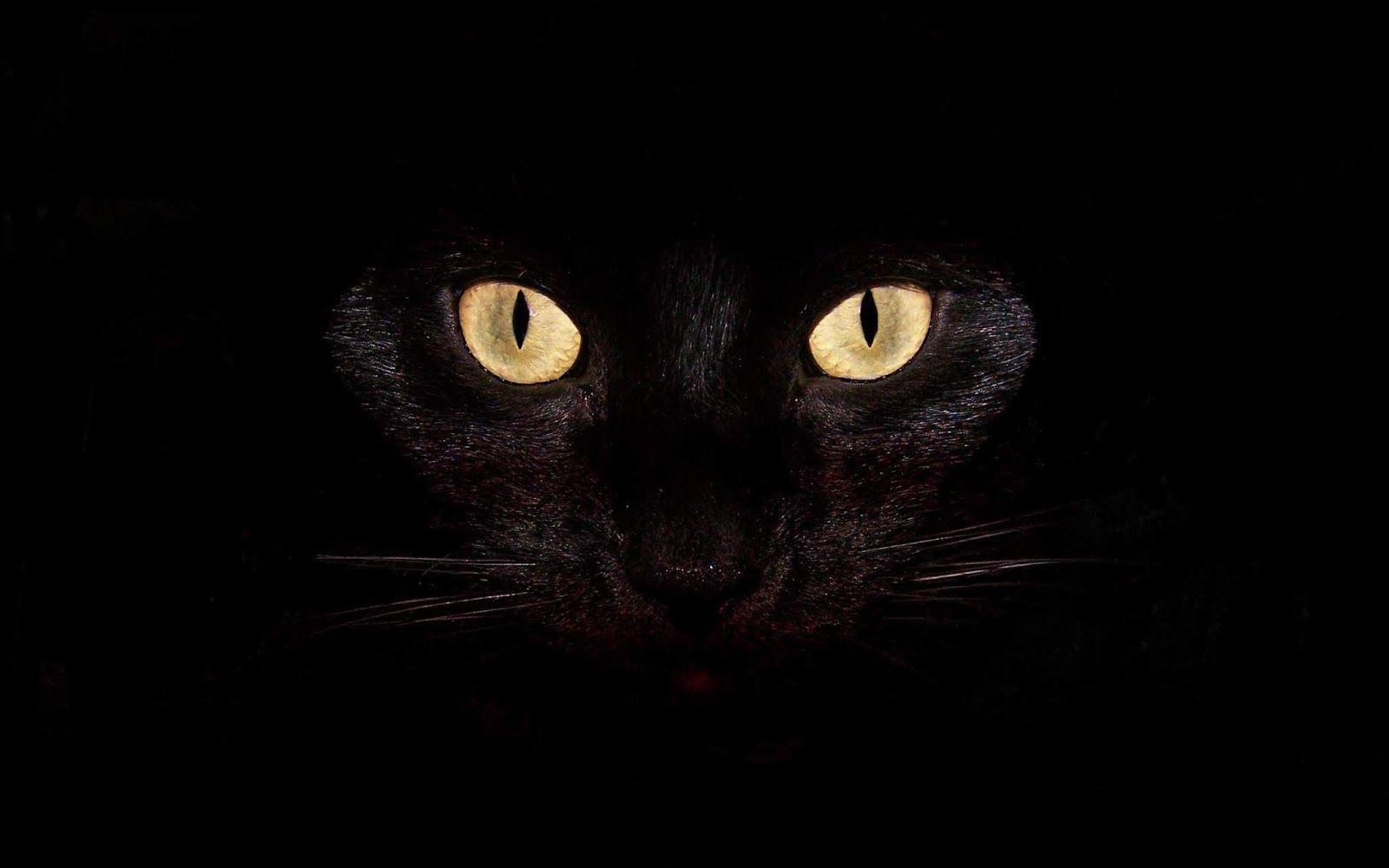 Dark Kitty Wallpapers 4k Hd Dark Kitty Backgrounds On Wallpaperbat