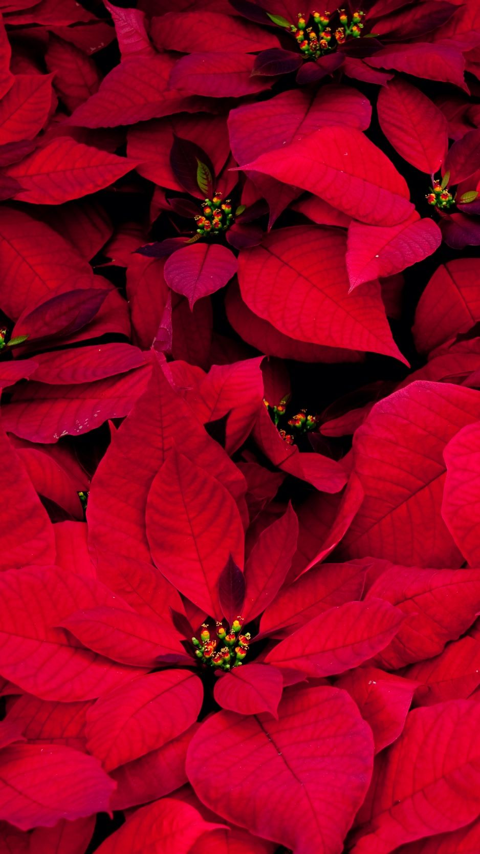 Poinsettia Wallpapers - 4k, HD Poinsettia Backgrounds on WallpaperBat