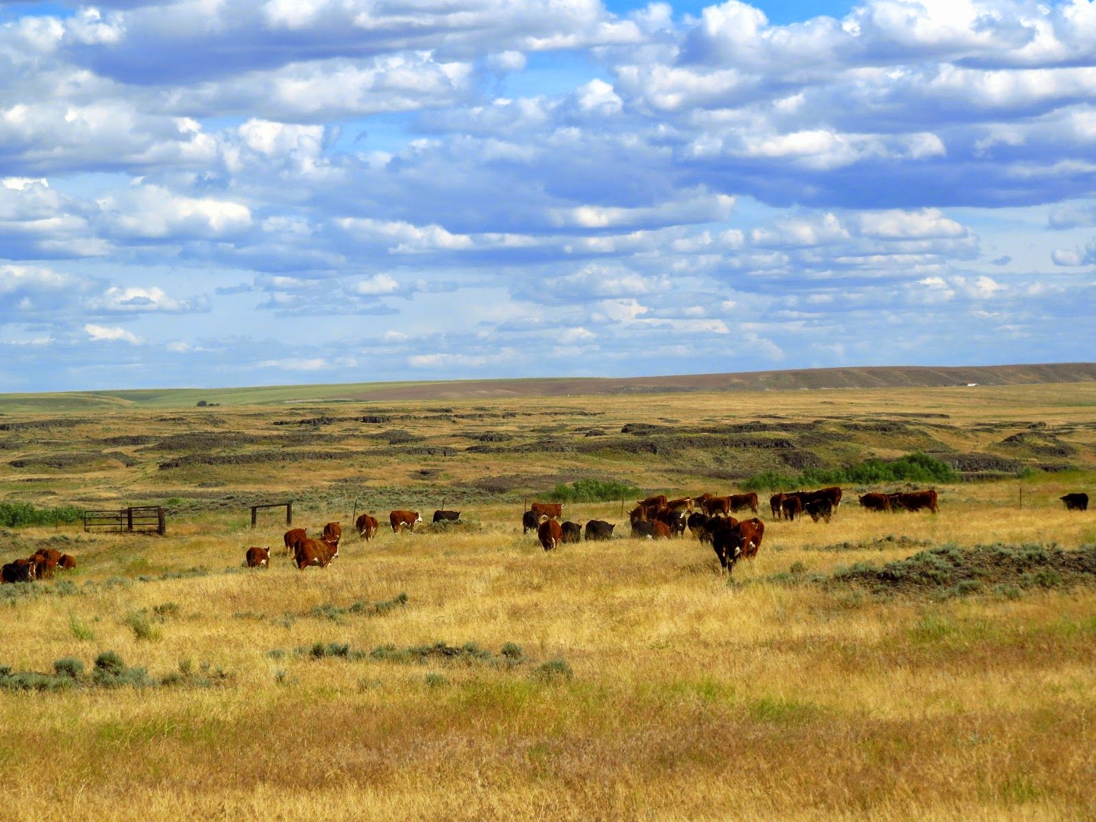 Cattle Ranch Wallpapers - 4k, HD Cattle Ranch Backgrounds on WallpaperBat