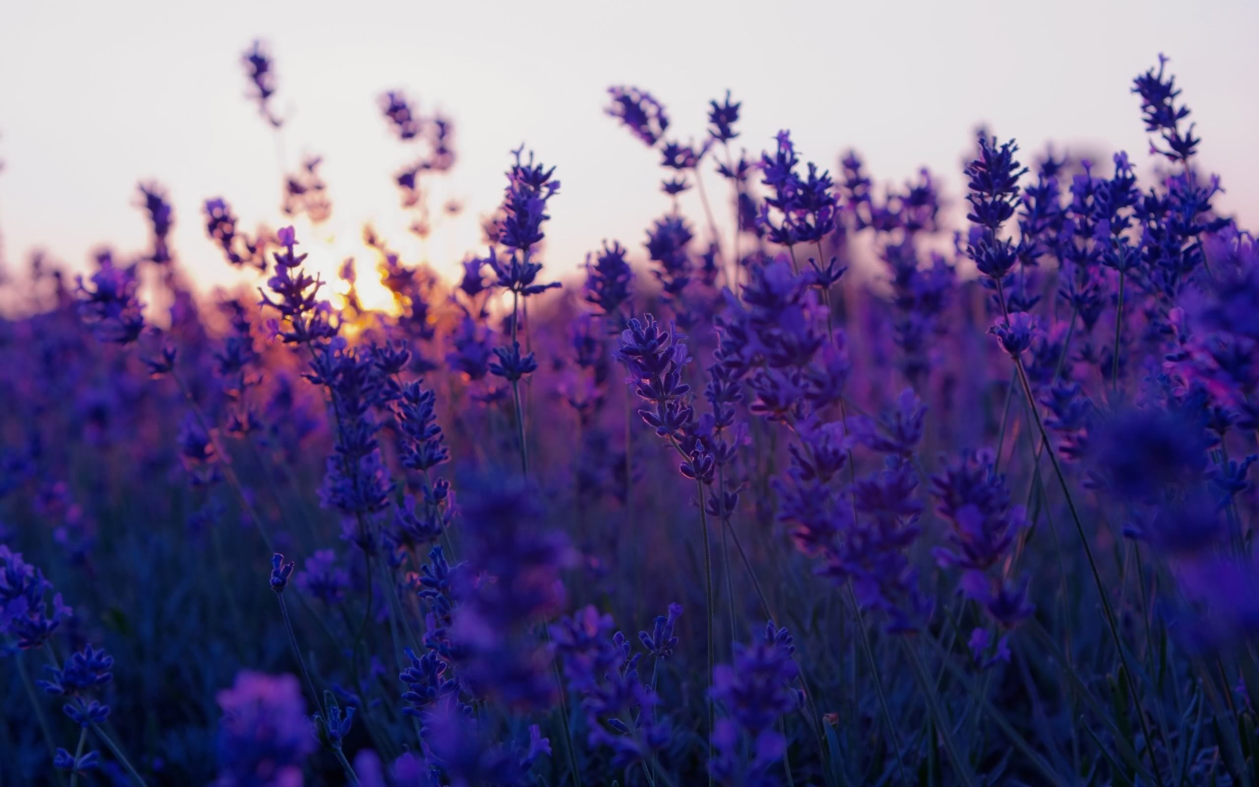 2560x1600 76+ Lavender Wallpapers on WallpaperPlay Wallpaper