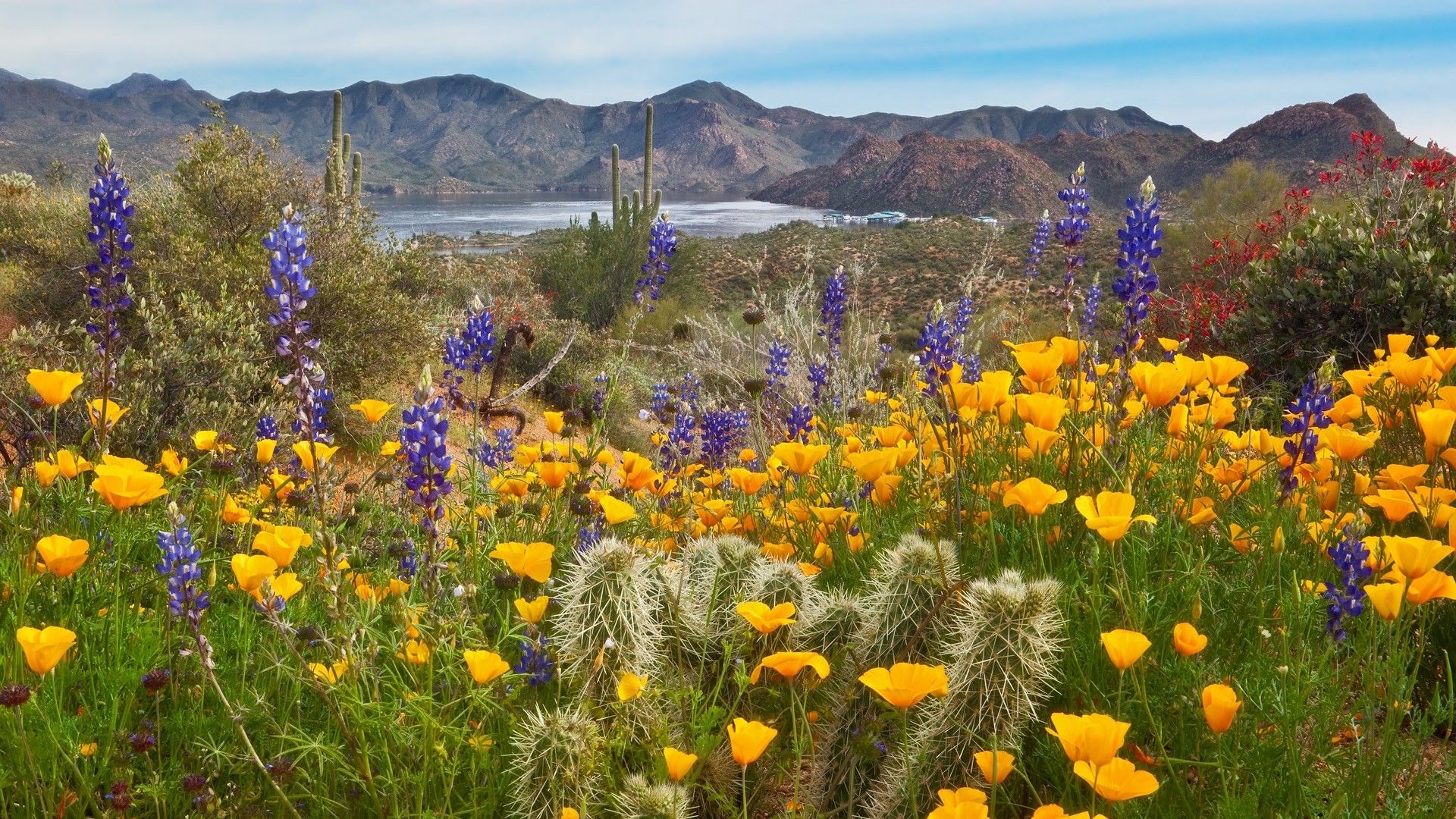 Desert Flowers Wallpapers - 4k, HD Desert Flowers Backgrounds on