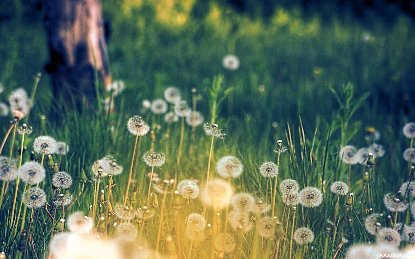 Flower Meadow Wallpapers 4k HD Flower Meadow Backgrounds On WallpaperBat 413791 Flower Meadow