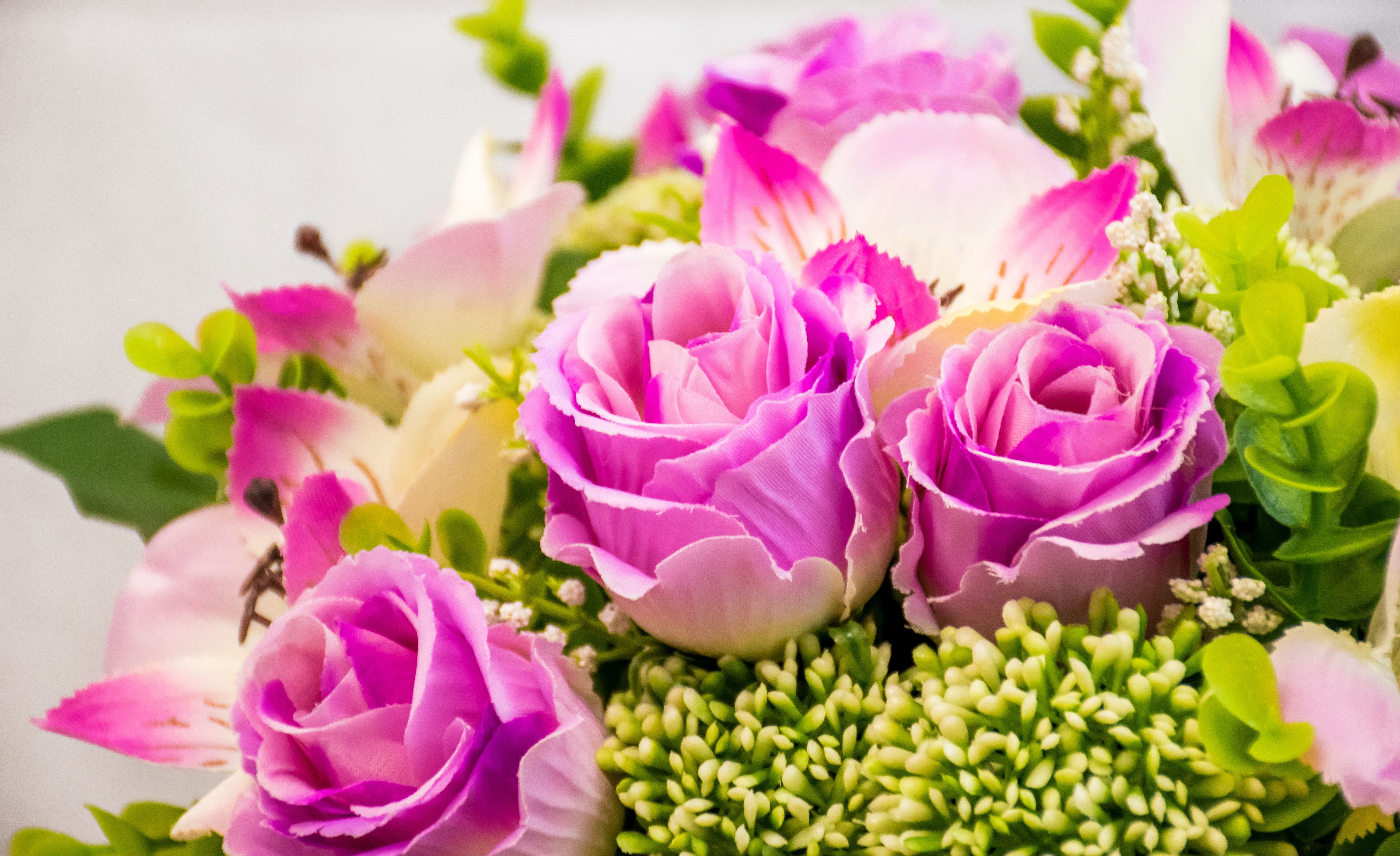 6000x3670 Pink and Green Potted Flowers · Free Stock Photo on WallpaperBat