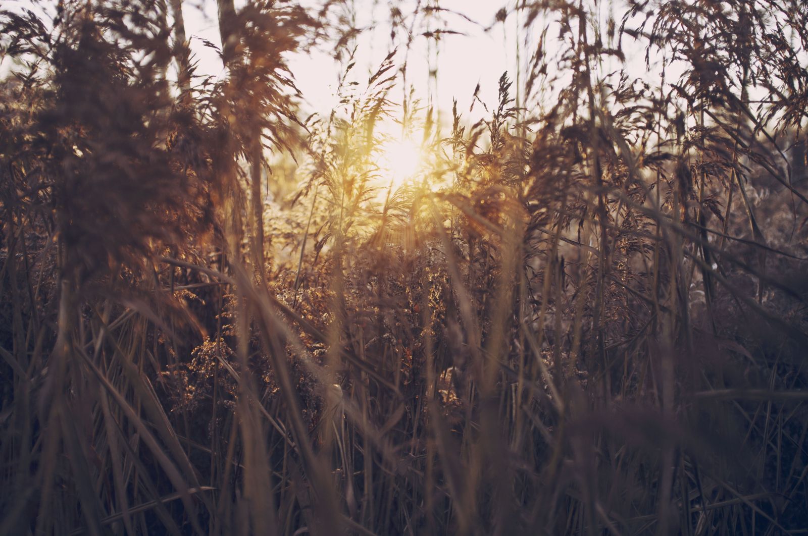 Evening Field Wallpapers - 4k, HD Evening Field Backgrounds on WallpaperBat