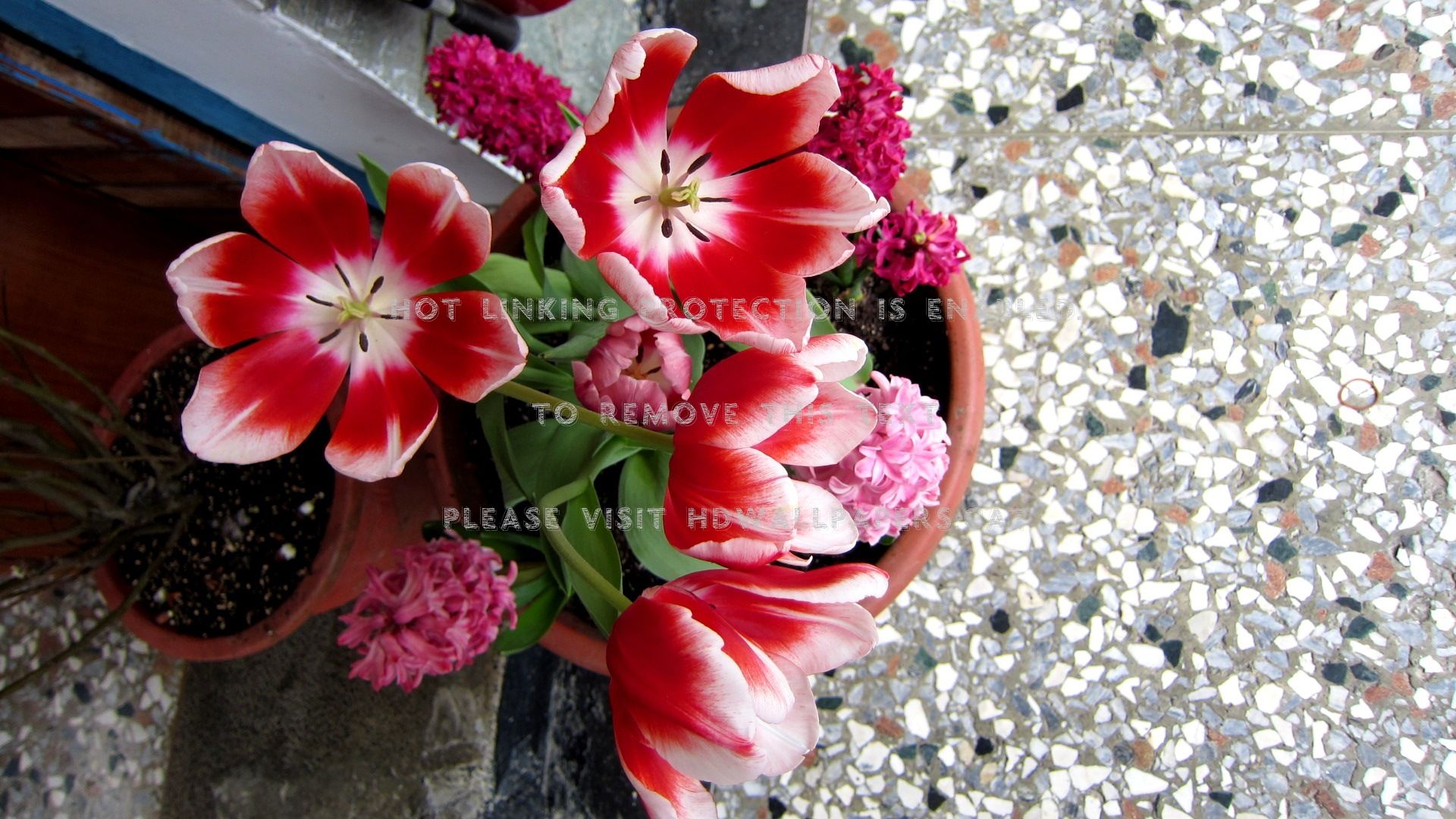 1920x1080 Lovely Flowers Beautiful Potted Plants - Artificial Flower on WallpaperBat