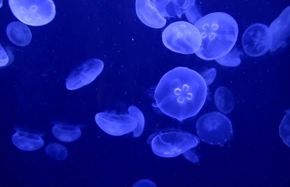 Live Jellyfish Wallpapers - 4k, HD Live Jellyfish Backgrounds on ...