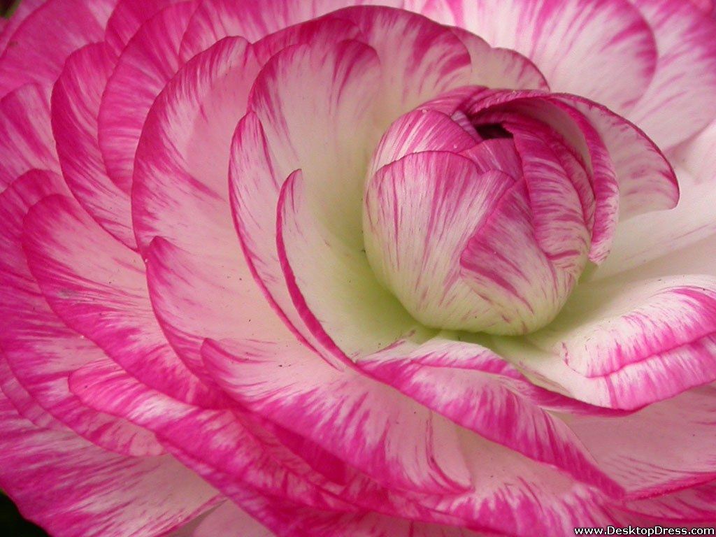 Ranunculus Wallpapers - 4k, HD Ranunculus Backgrounds on WallpaperBat