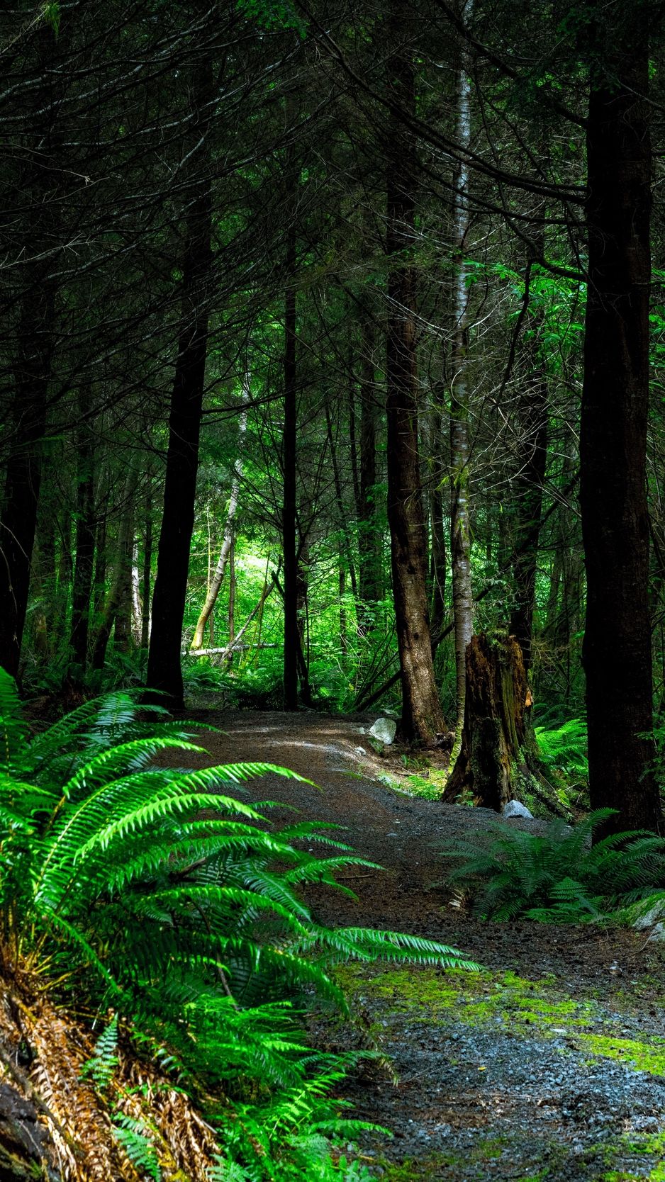 938x1668 Download wallpaper 938x1668 forest, path, trees, vancouver island ... Wallpaper