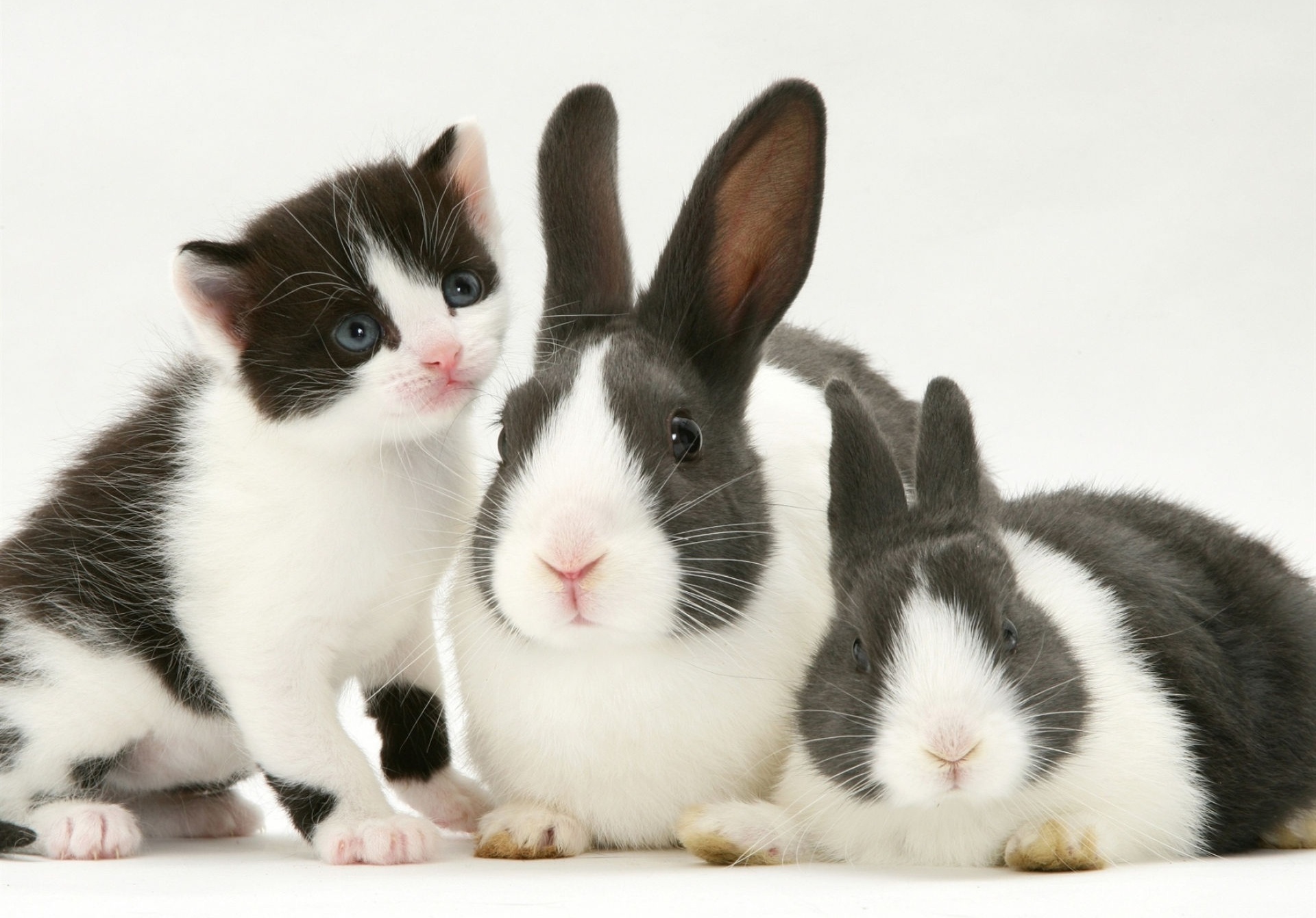 Kitten and Bunny Wallpapers - 4k, HD Kitten and Bunny Backgrounds on