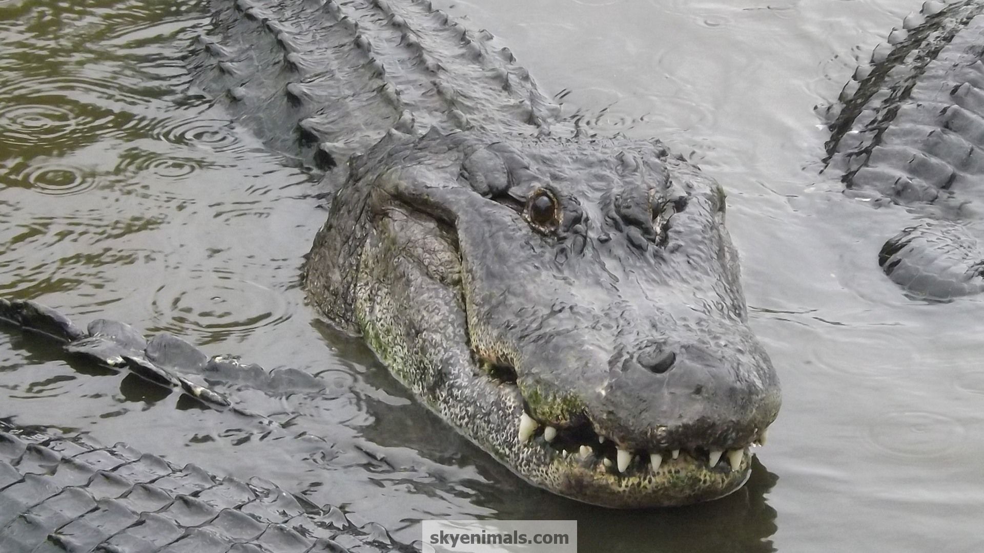 Columbus Ohio Alligator Escort