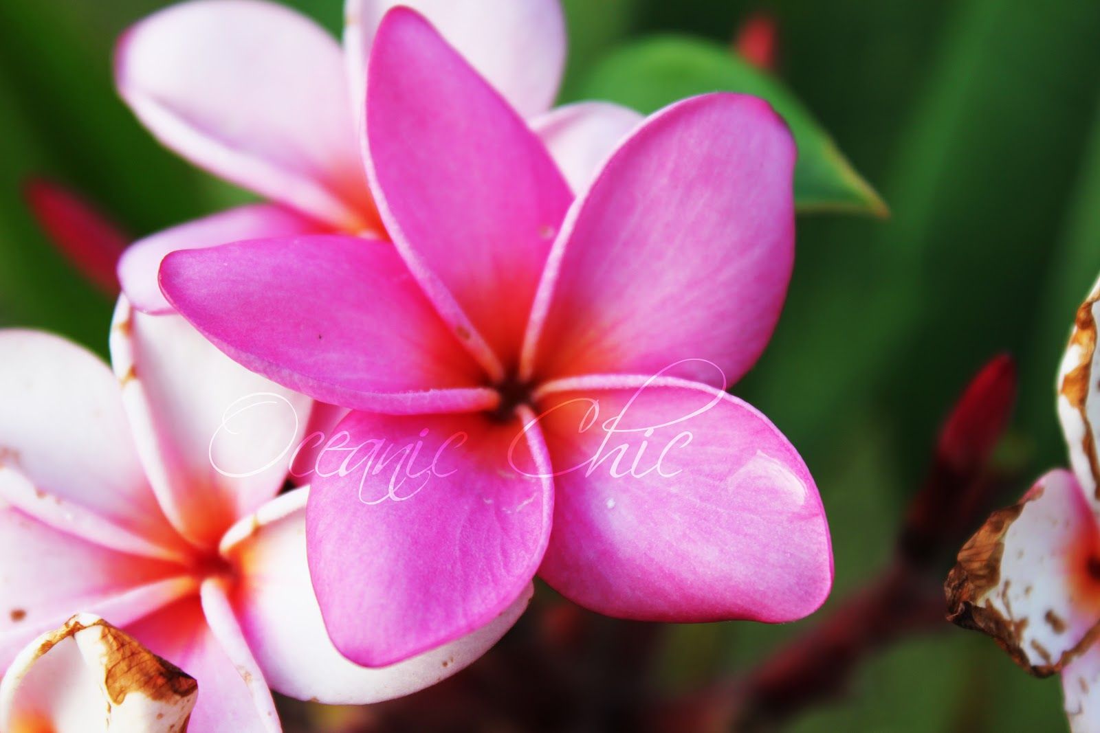 Hawaii Flowers Wallpapers - 4k, HD Hawaii Flowers Backgrounds on ...