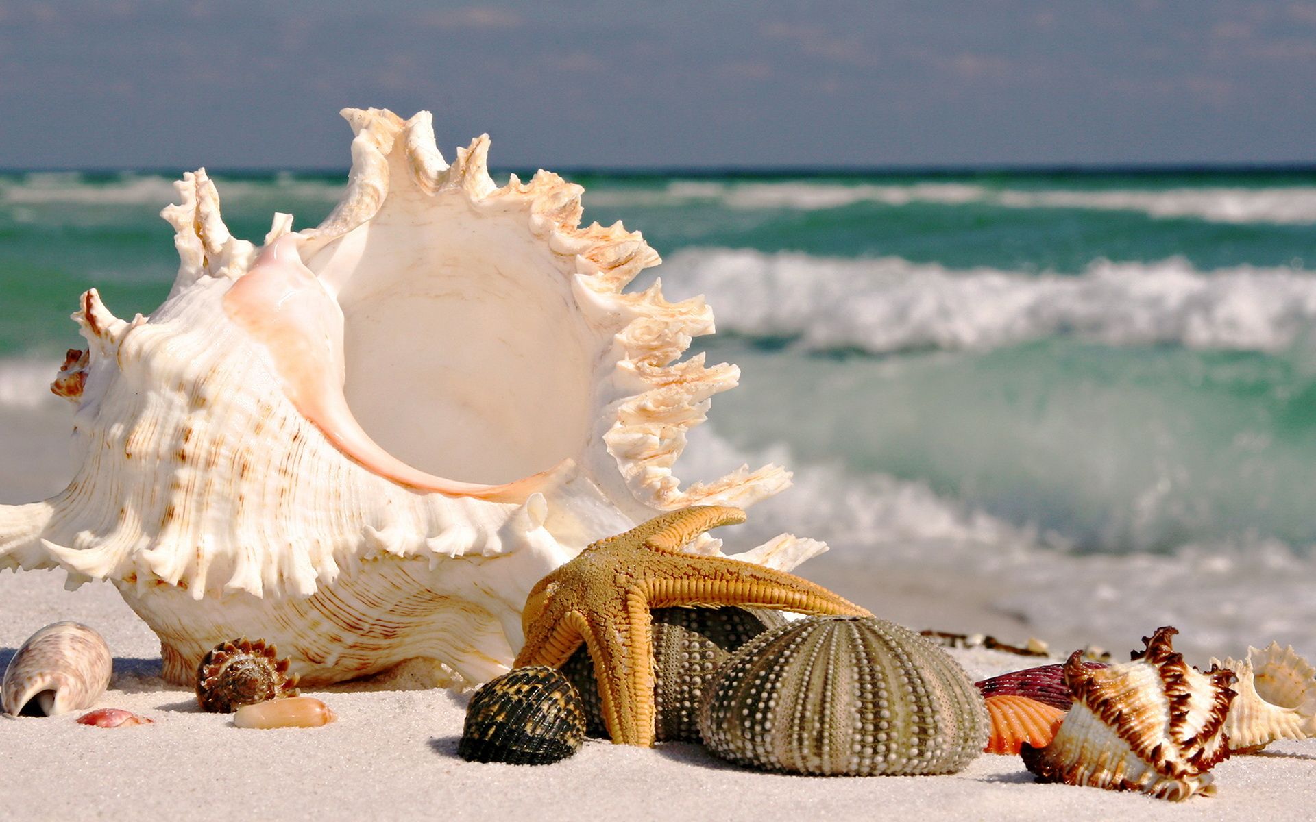 Seashell Wallpapers - 4k, HD Seashell Backgrounds On WallpaperBat