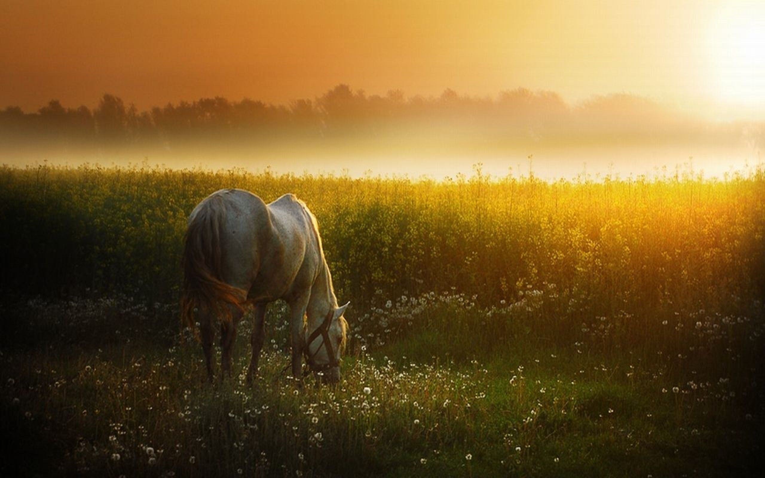 2560x1600 Sunset Meadow & White Horse desktop PC and Mac wallpaper on W...
