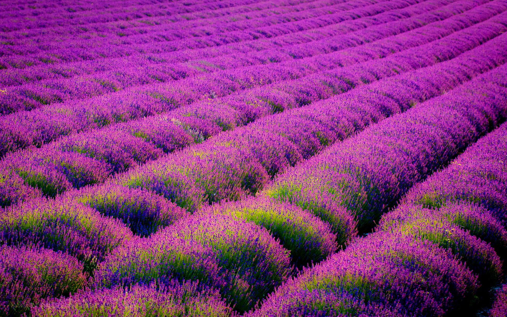 1920x1200 GX:59 | Lavender fields | download wallpaper Wallpaper