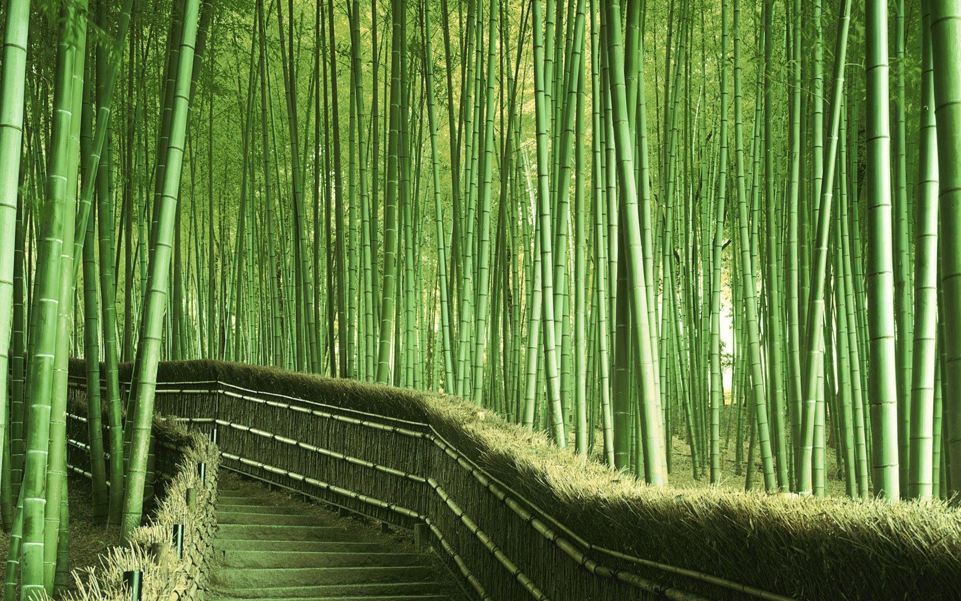 Bamboo Wallpapers - 4k, HD Bamboo Backgrounds on WallpaperBat 