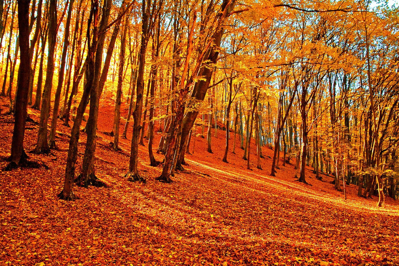 Autumn Forest Wallpapers 4k Hd Autumn Forest Backgrounds On Wallpaperbat 