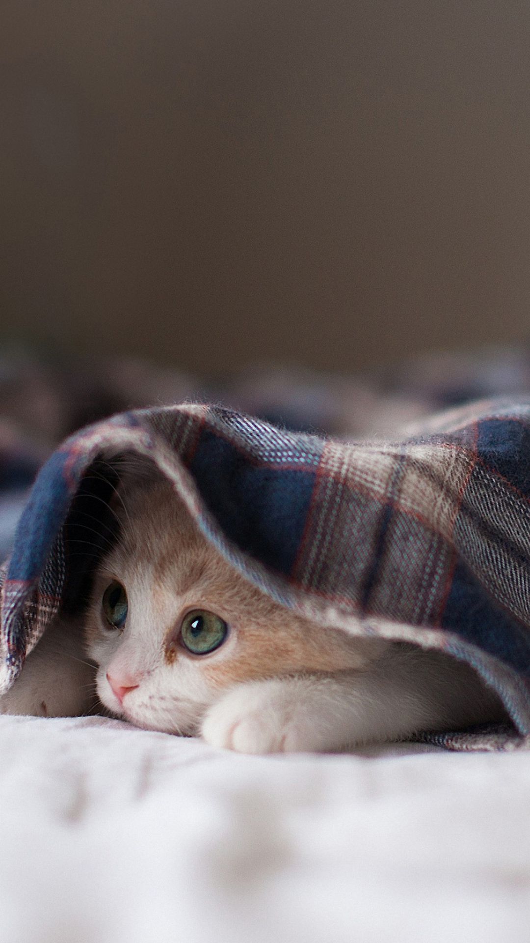 Милый котик в одеяле