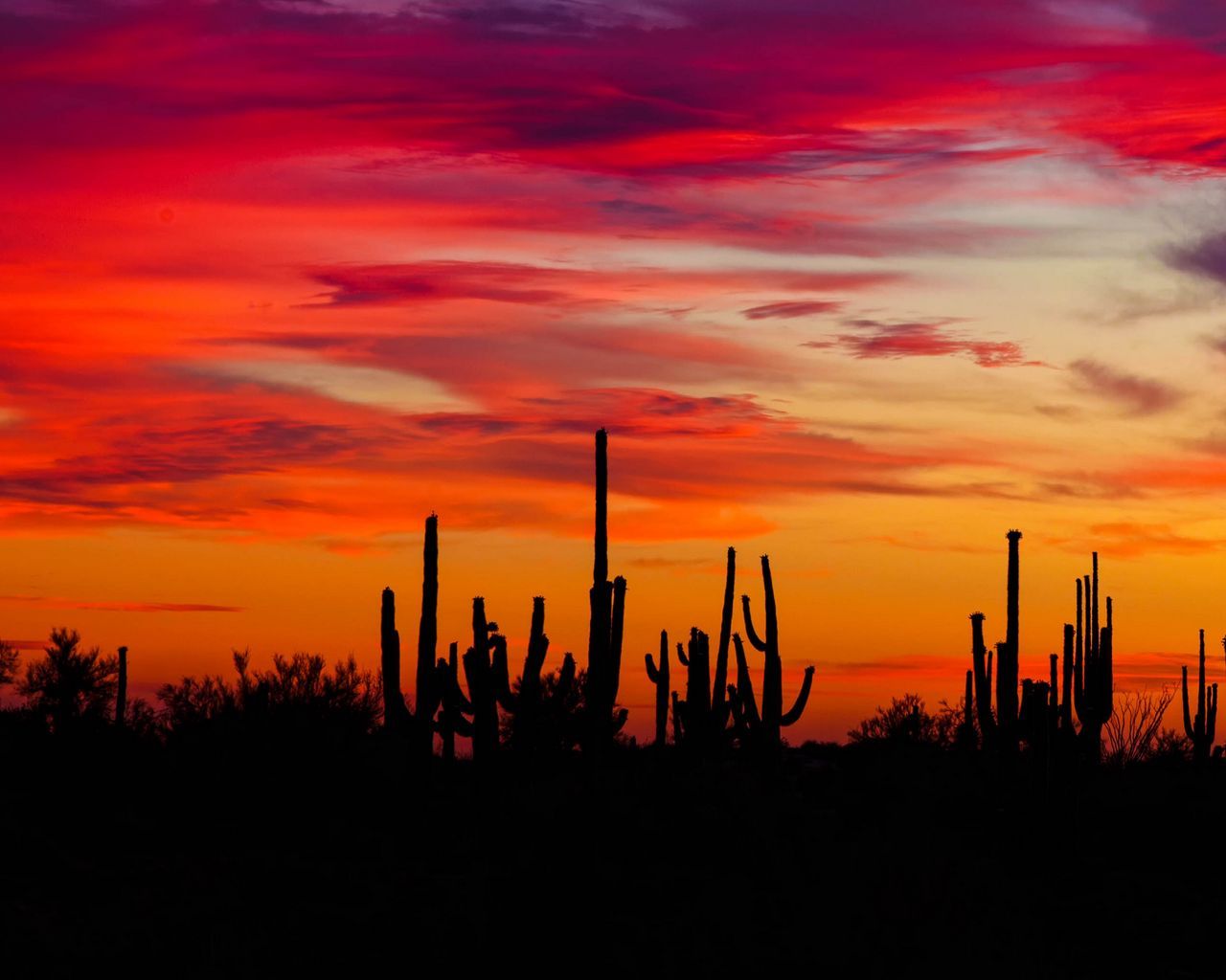 Cactus Sunset Wallpapers - 4k, HD Cactus Sunset Backgrounds on WallpaperBat