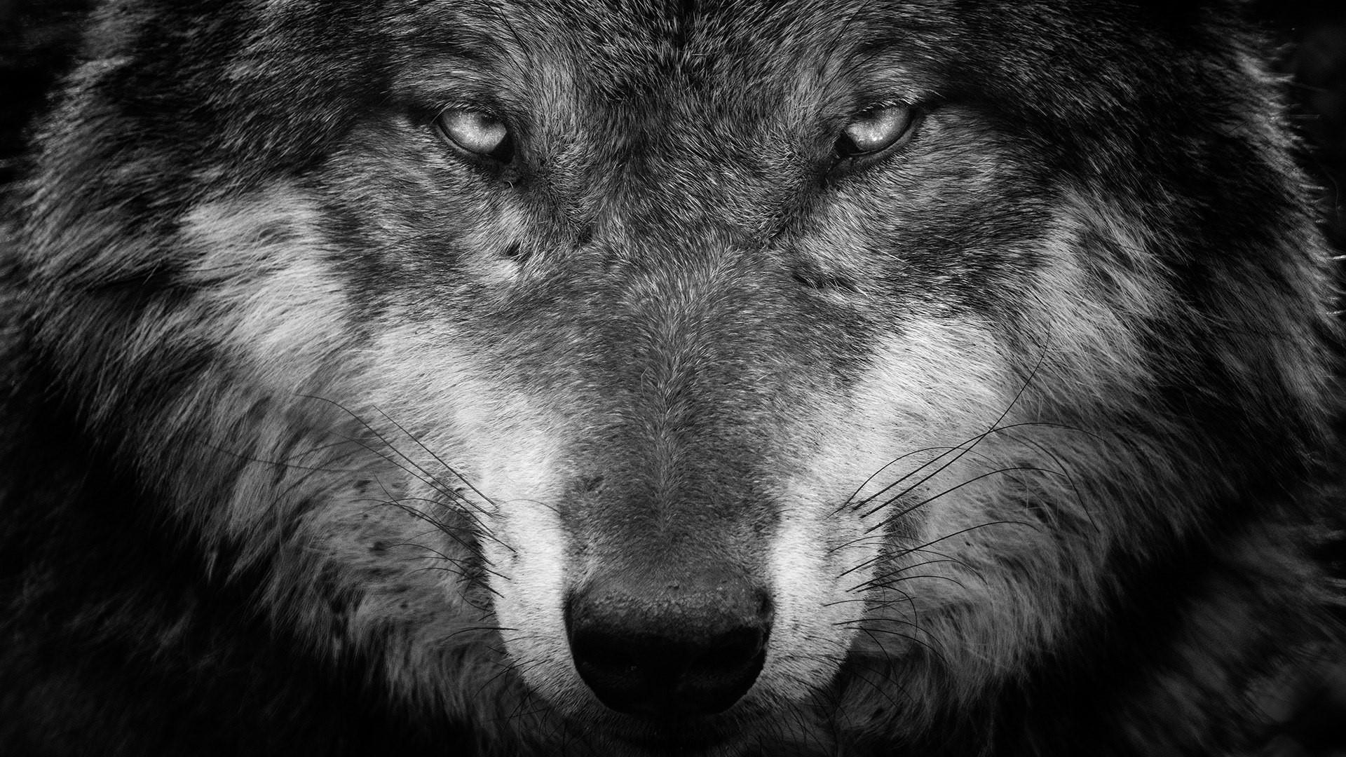 Black And White Wolf Wallpapers 4k Hd Black And White Wolf Backgrounds On Wallpaperbat