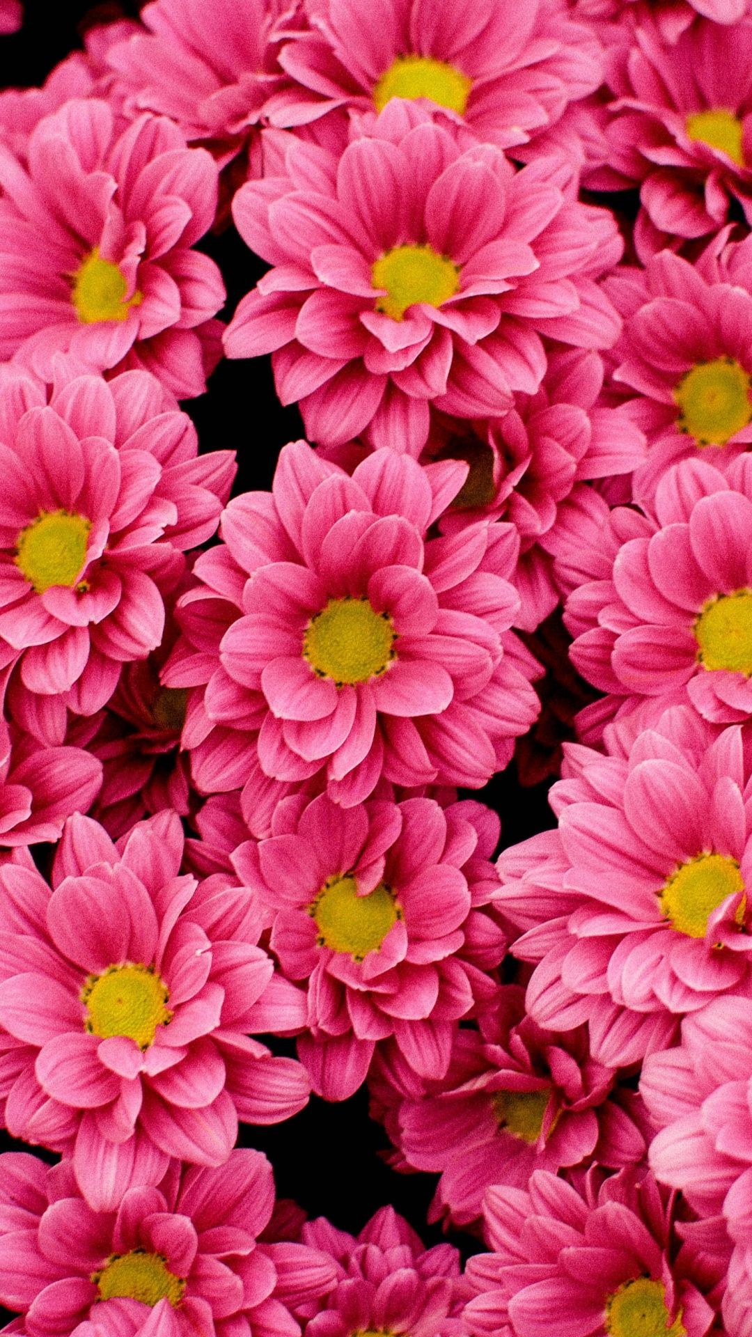 1080x1920 Bright, pink flowers wallpaper. Pink flowers wallpaper, Flower on WallpaperBat