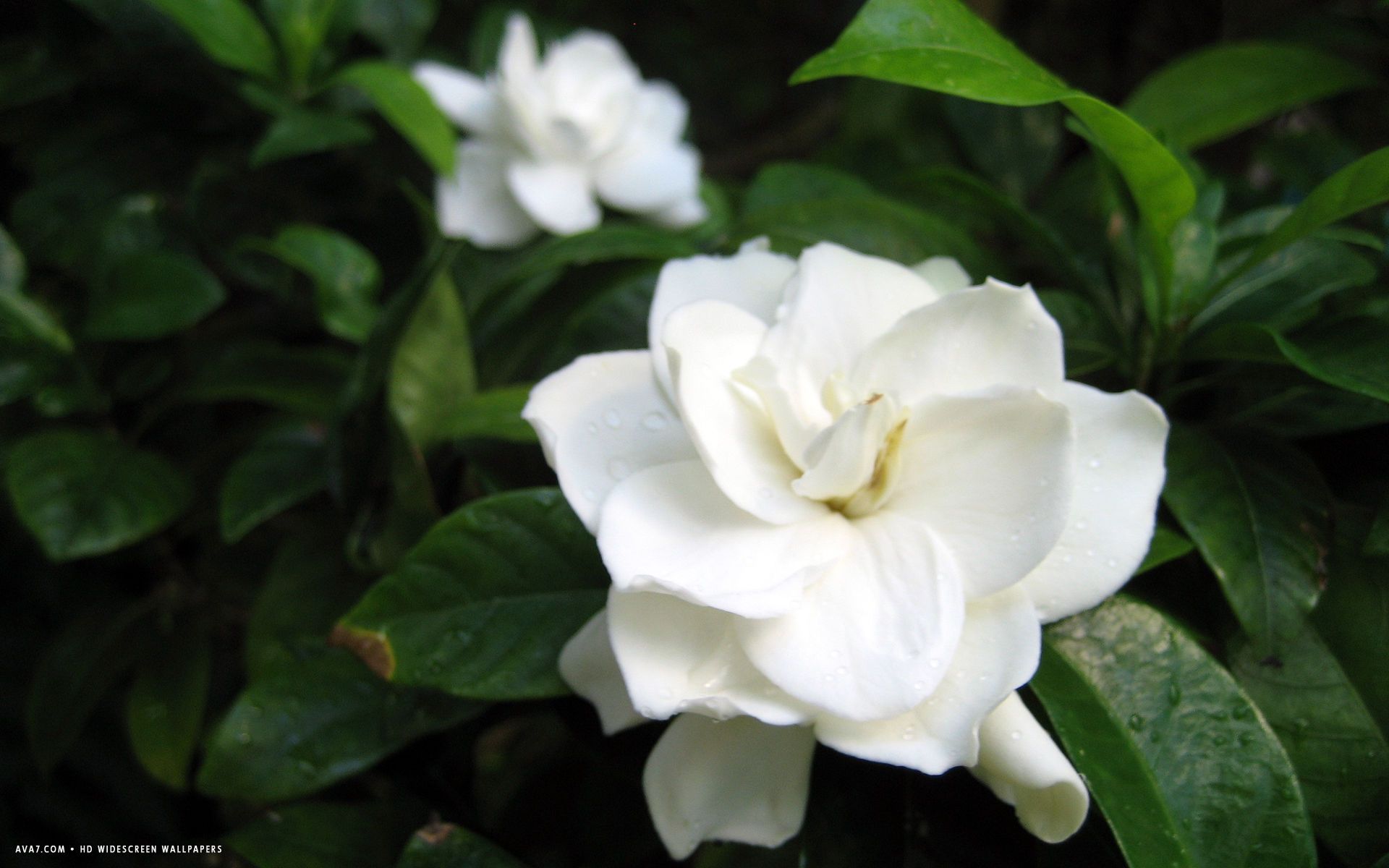 Gardenia Flower Wallpapers - 4k, HD Gardenia Flower Backgrounds on