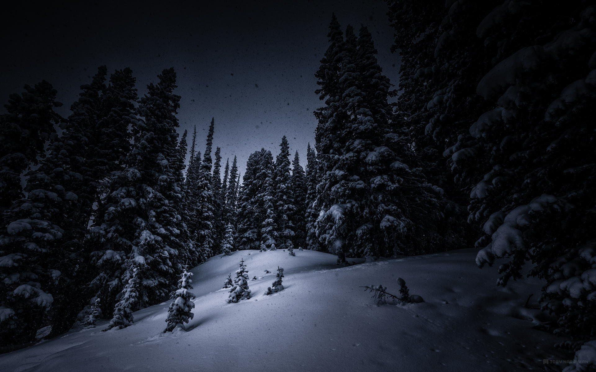 Snowy Forest Night Wallpapers - 4K, Hd Snowy Forest Night Backgrounds