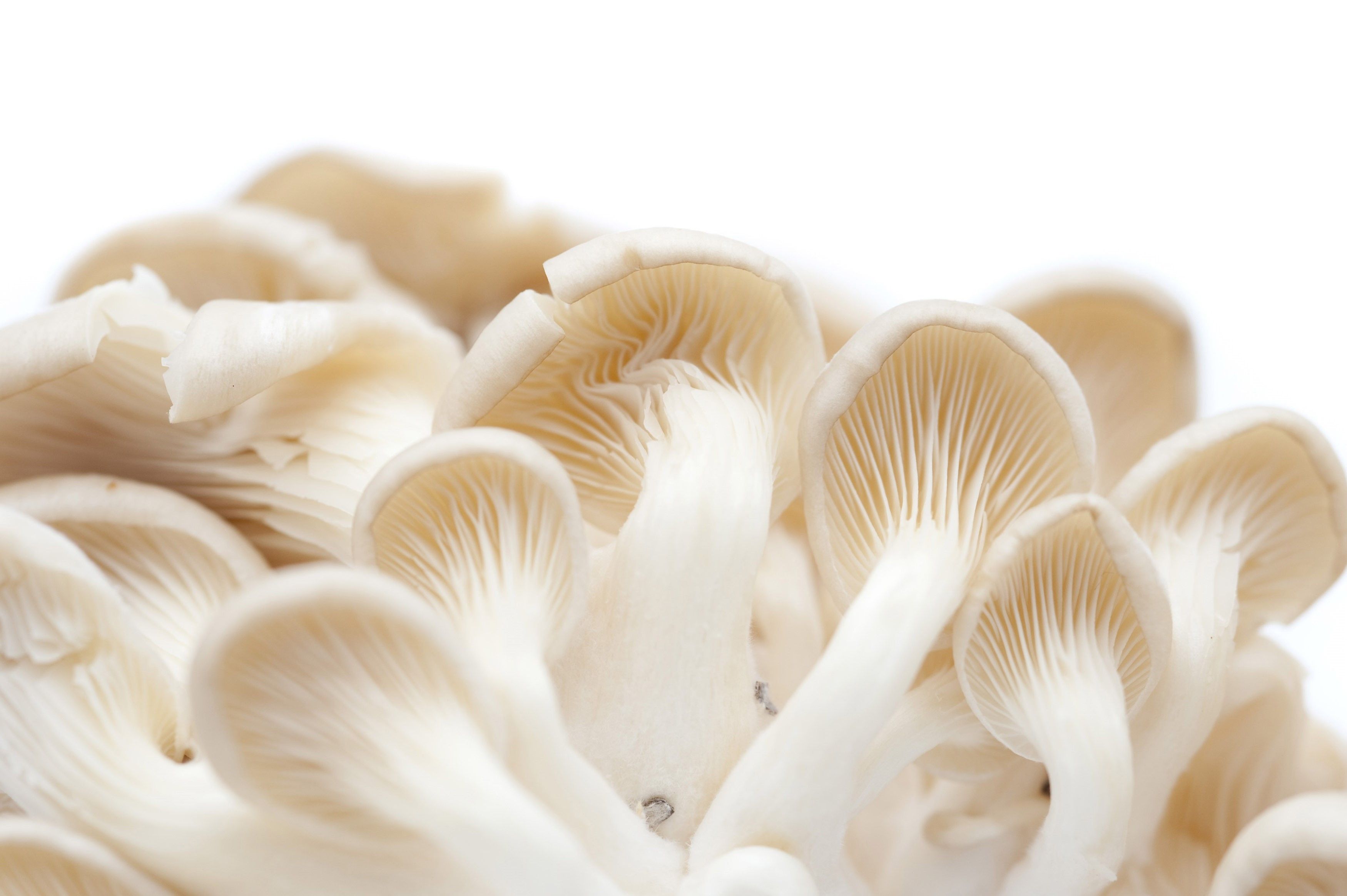 Oyster Mushroom Wallpapers - 4k, HD Oyster Mushroom Backgrounds on