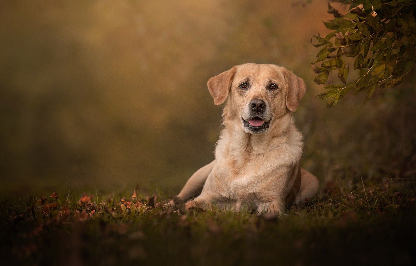 Full Hd 1080p Labrador Wallpapers Hd Desktop Backgrou - vrogue.co