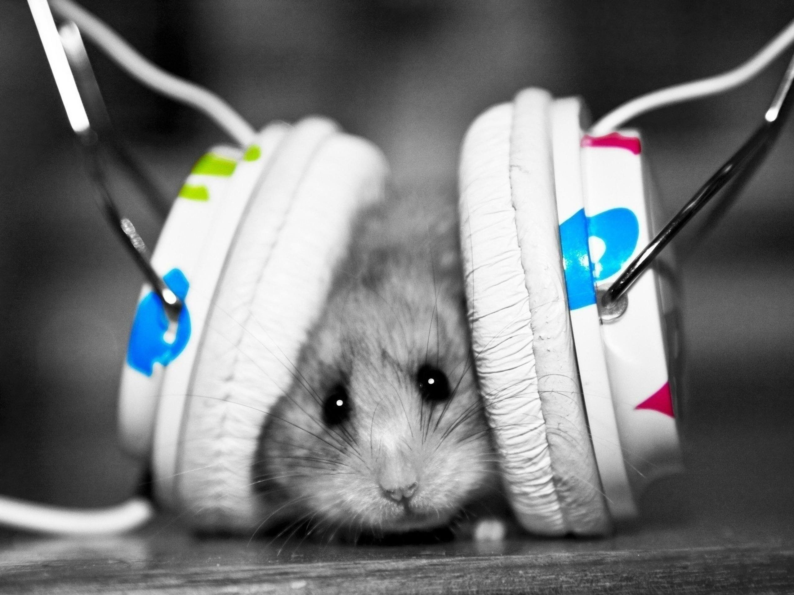 Mouse Animal Wallpapers - 4k, HD Mouse Animal Backgrounds on WallpaperBat
