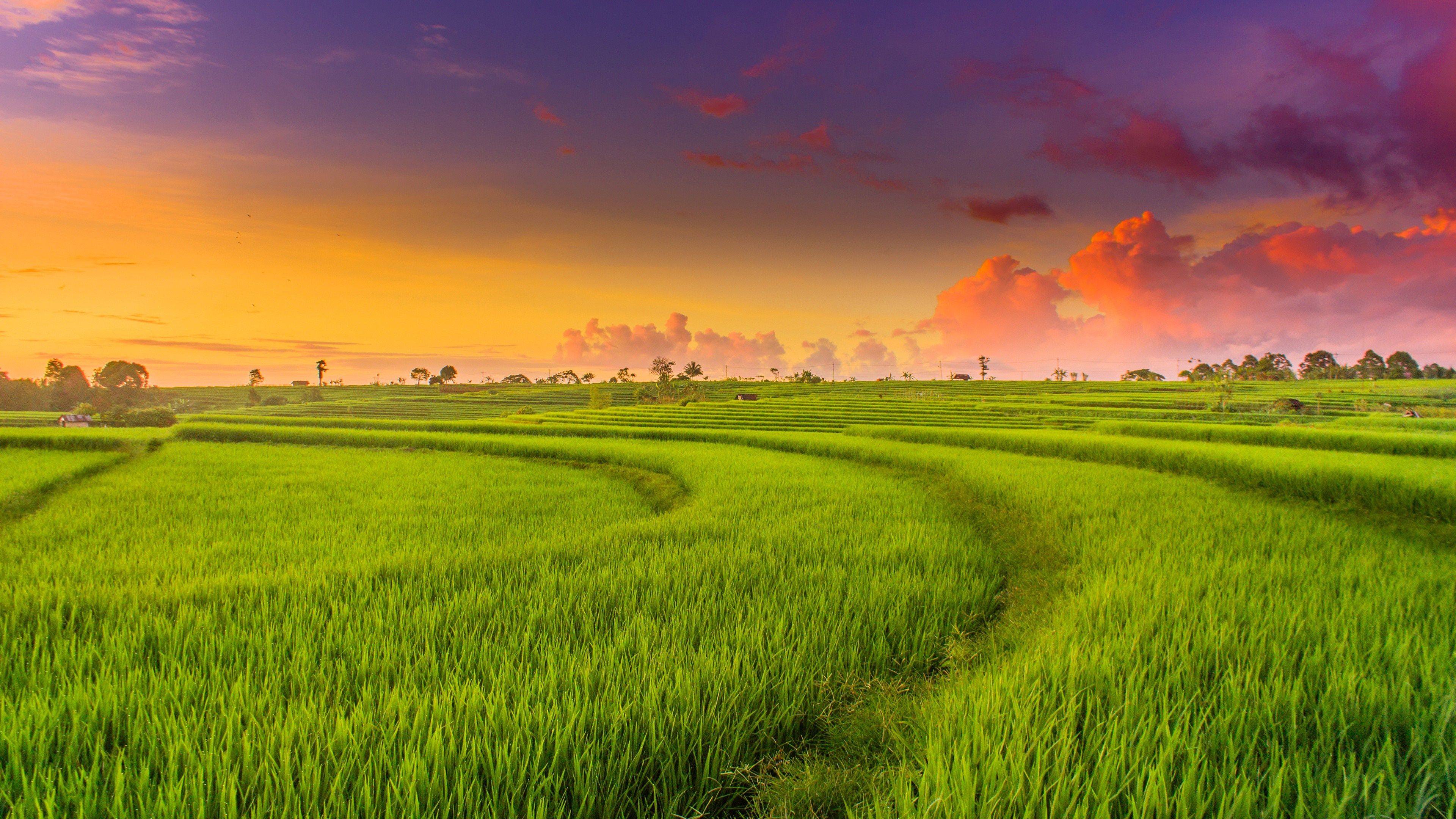 Rice Field Wallpapers - 4k, HD Rice Field Backgrounds on WallpaperBat