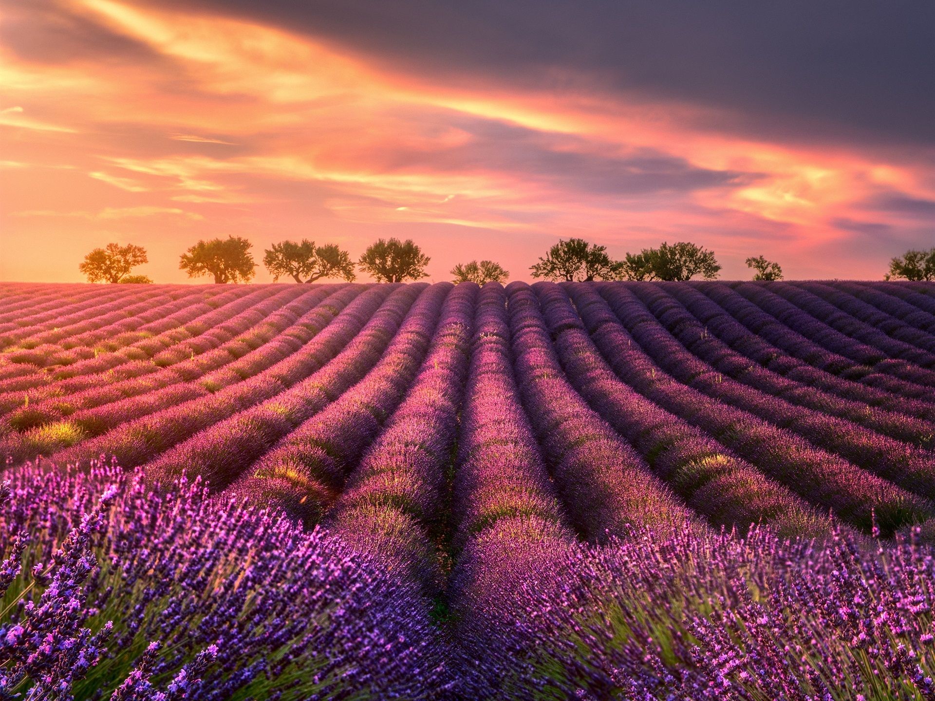 1920x1440 Wallpaper Summer, lavender fields, trees, sunset 1920x1440 HD ... Wallpaper