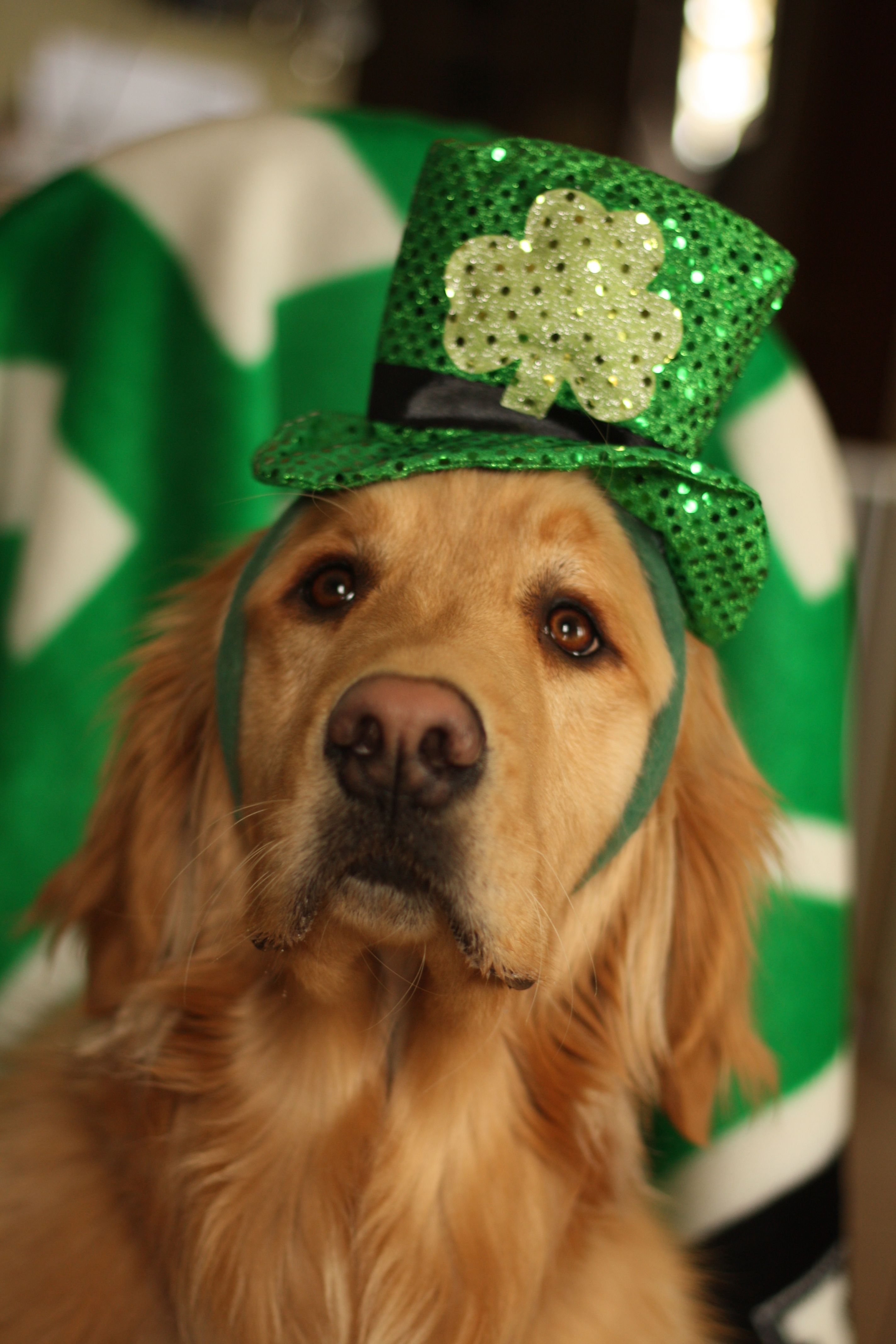 is st patrick day is about animals