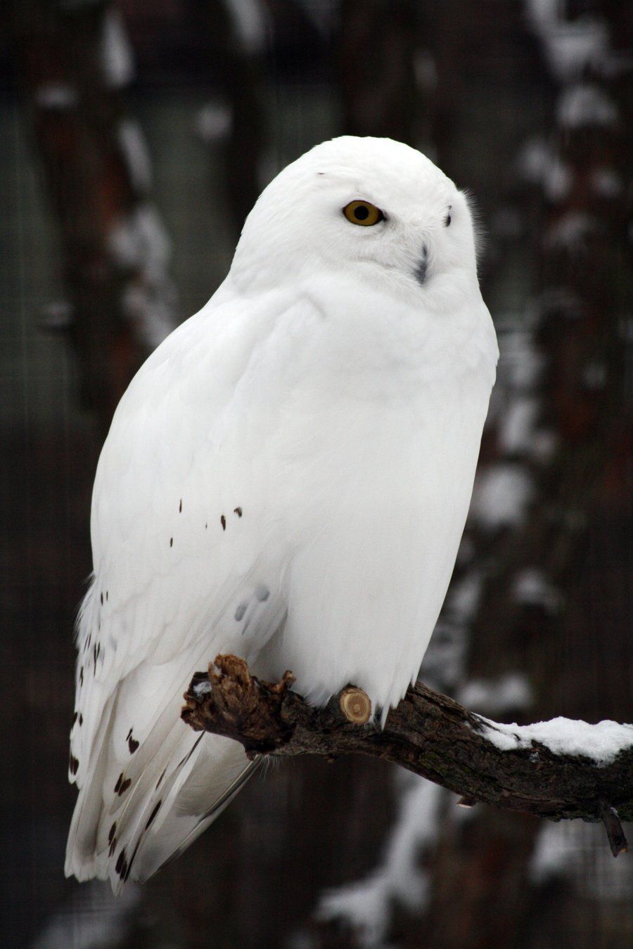 Snowy Owl Wallpapers - 4k, HD Snowy Owl Backgrounds on WallpaperBat