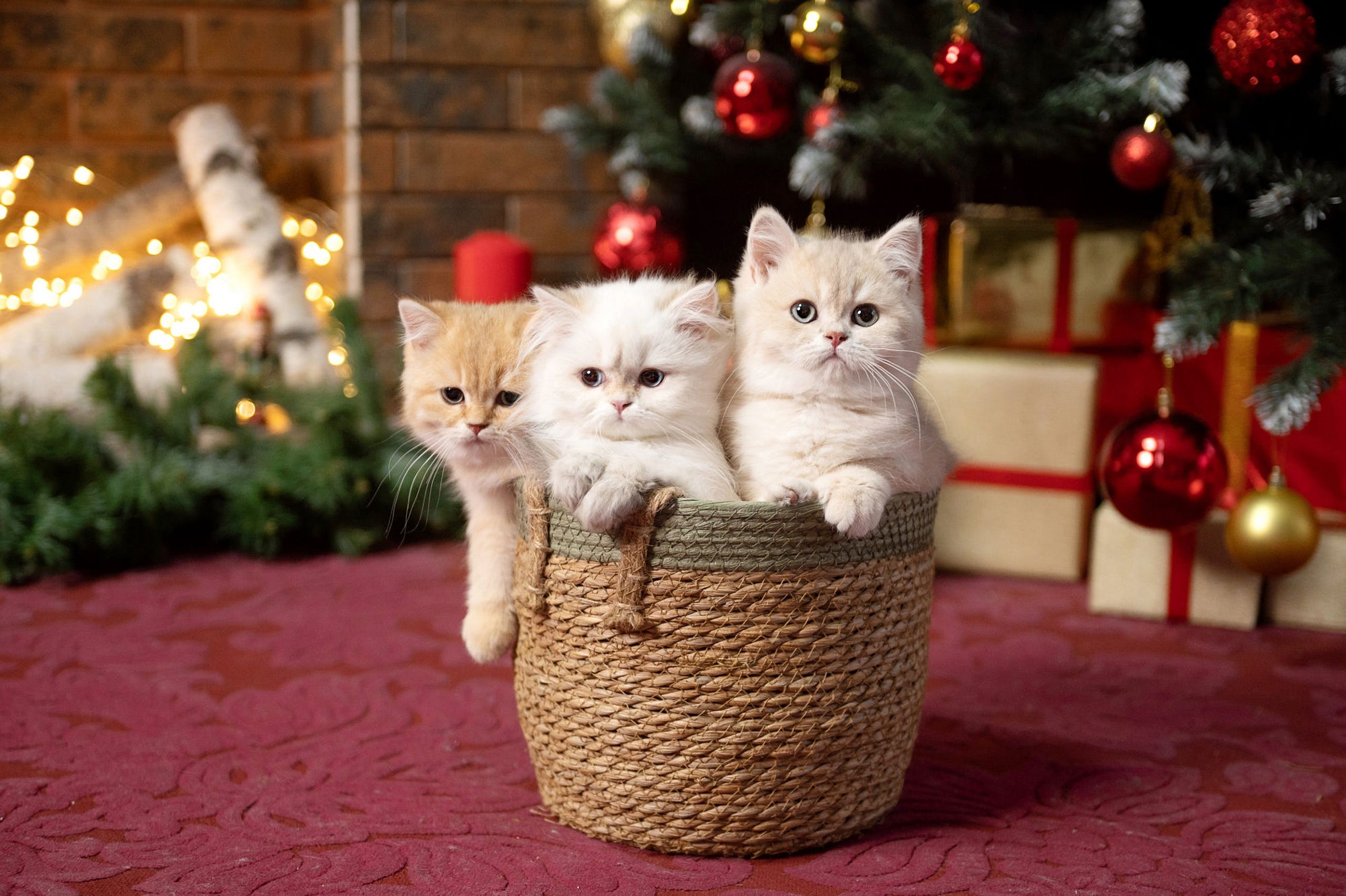Новогодние котики