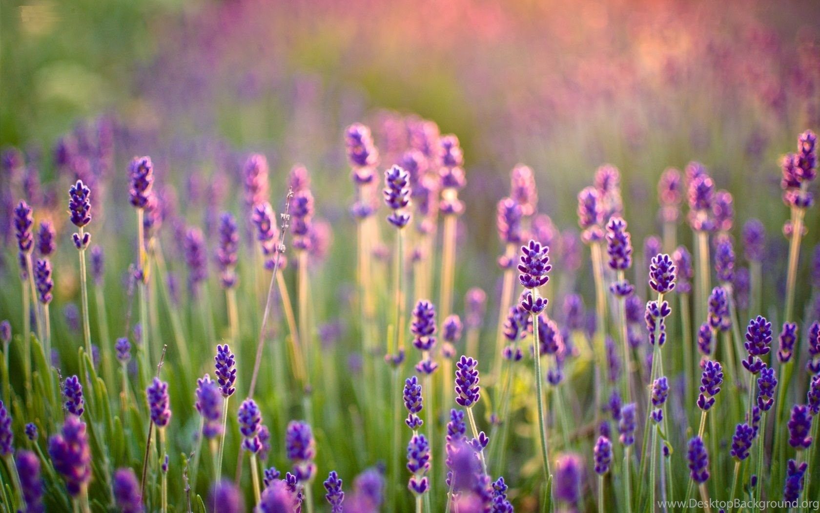 Lavender Desktop Wallpapers - 4k, HD Lavender Desktop Backgrounds on ...